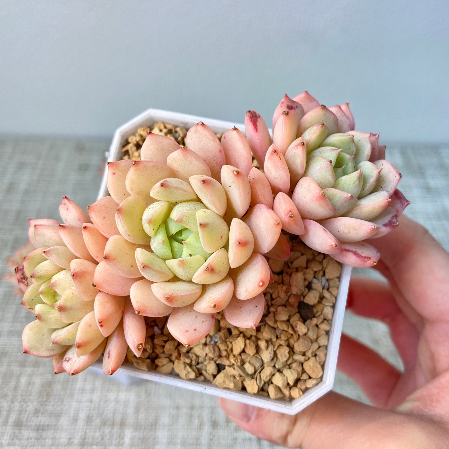 Succulents