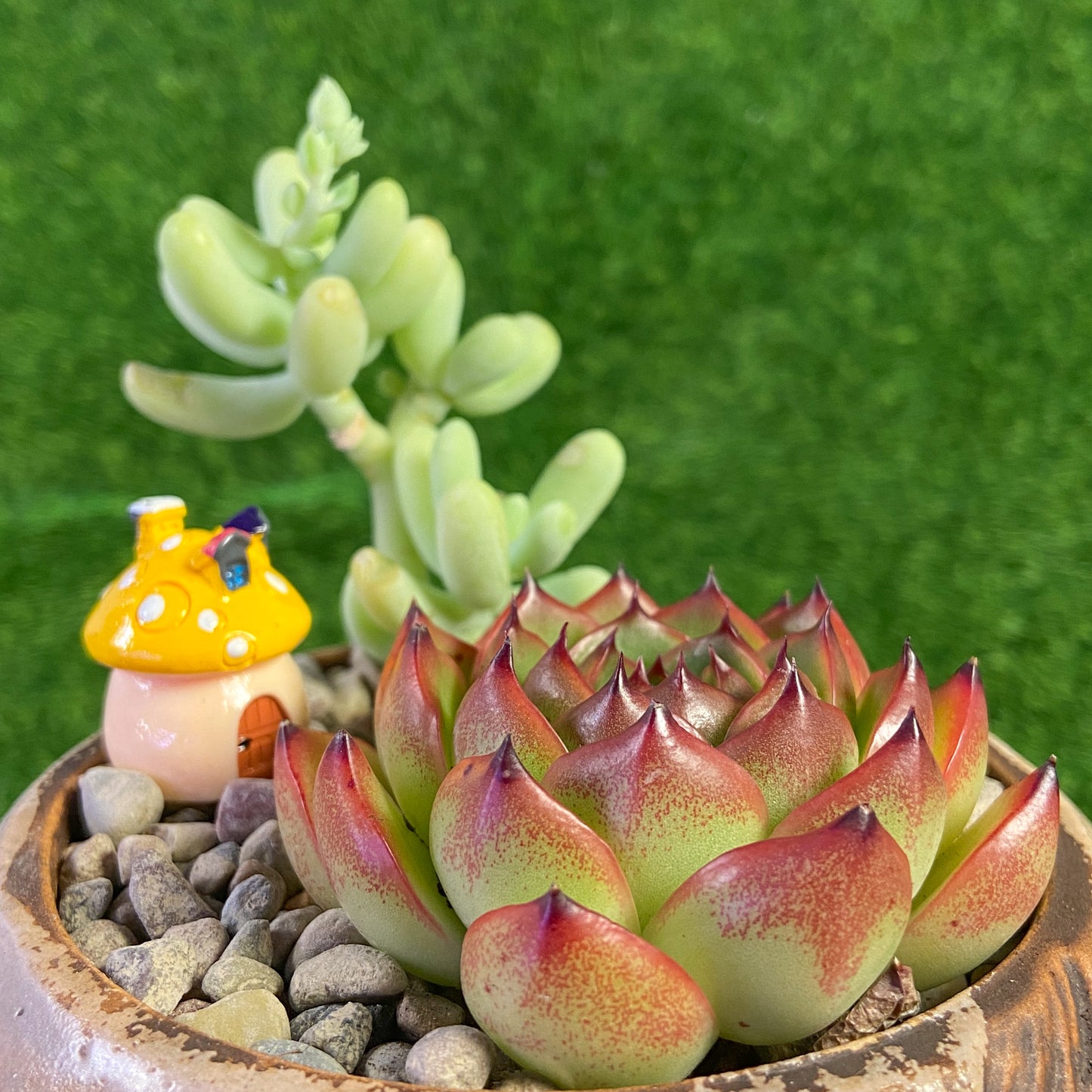 Assorted Succulent Collection (Echeveria Moonstone / Pachyphytum Werdermannii)