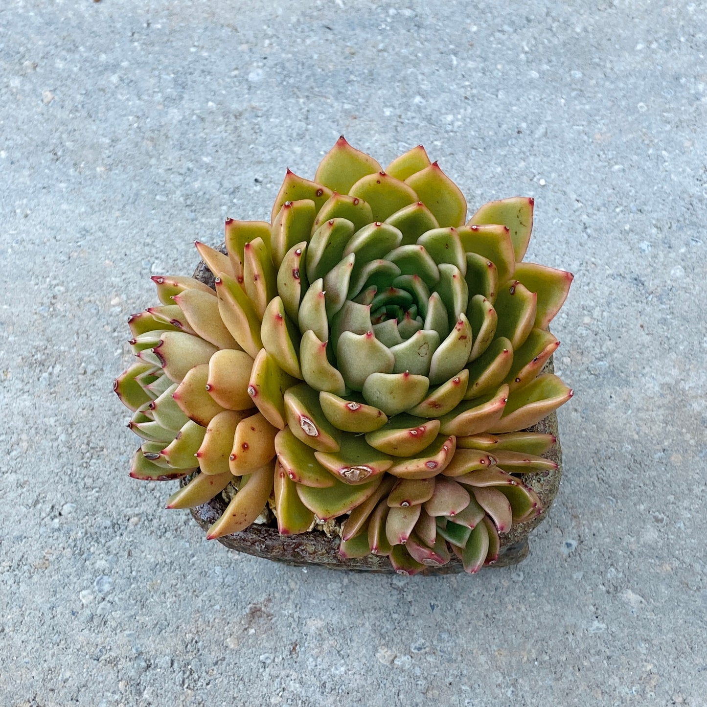 Echeveria Agavoides Cluster