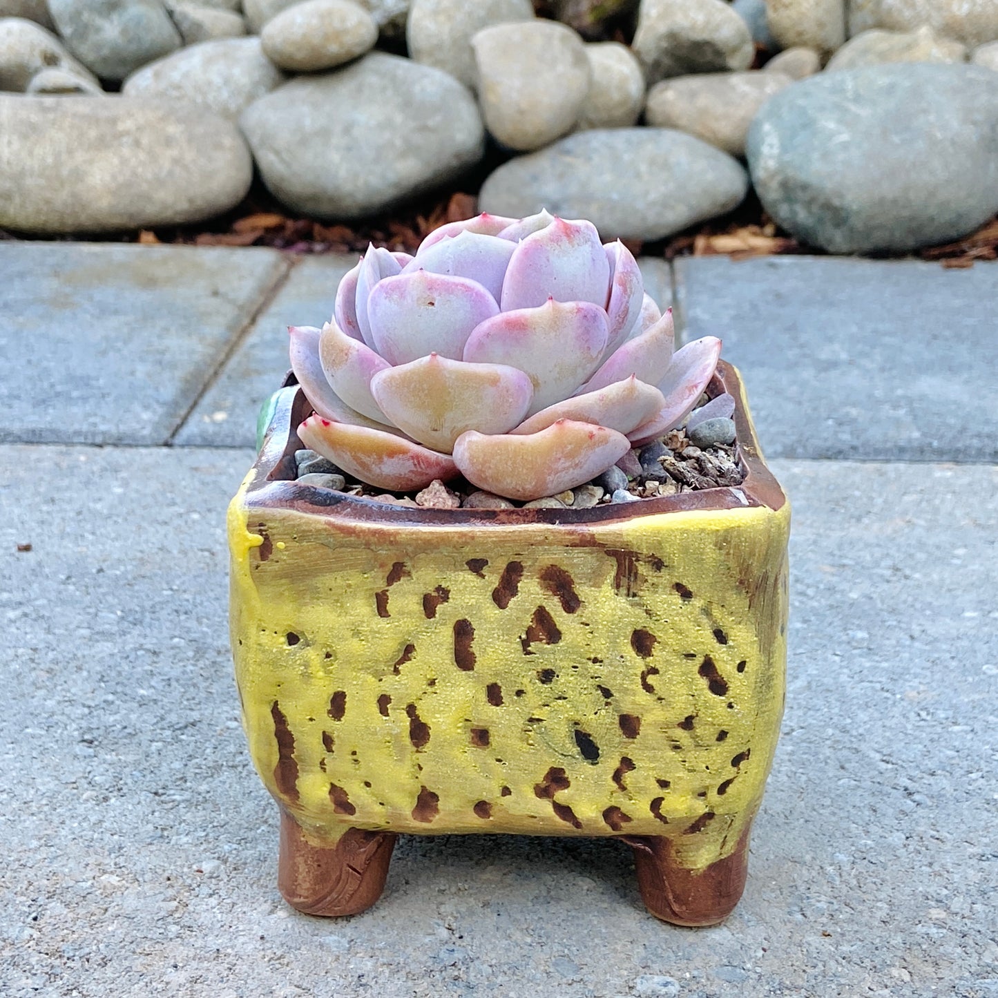 Echeveria Blue Surprise