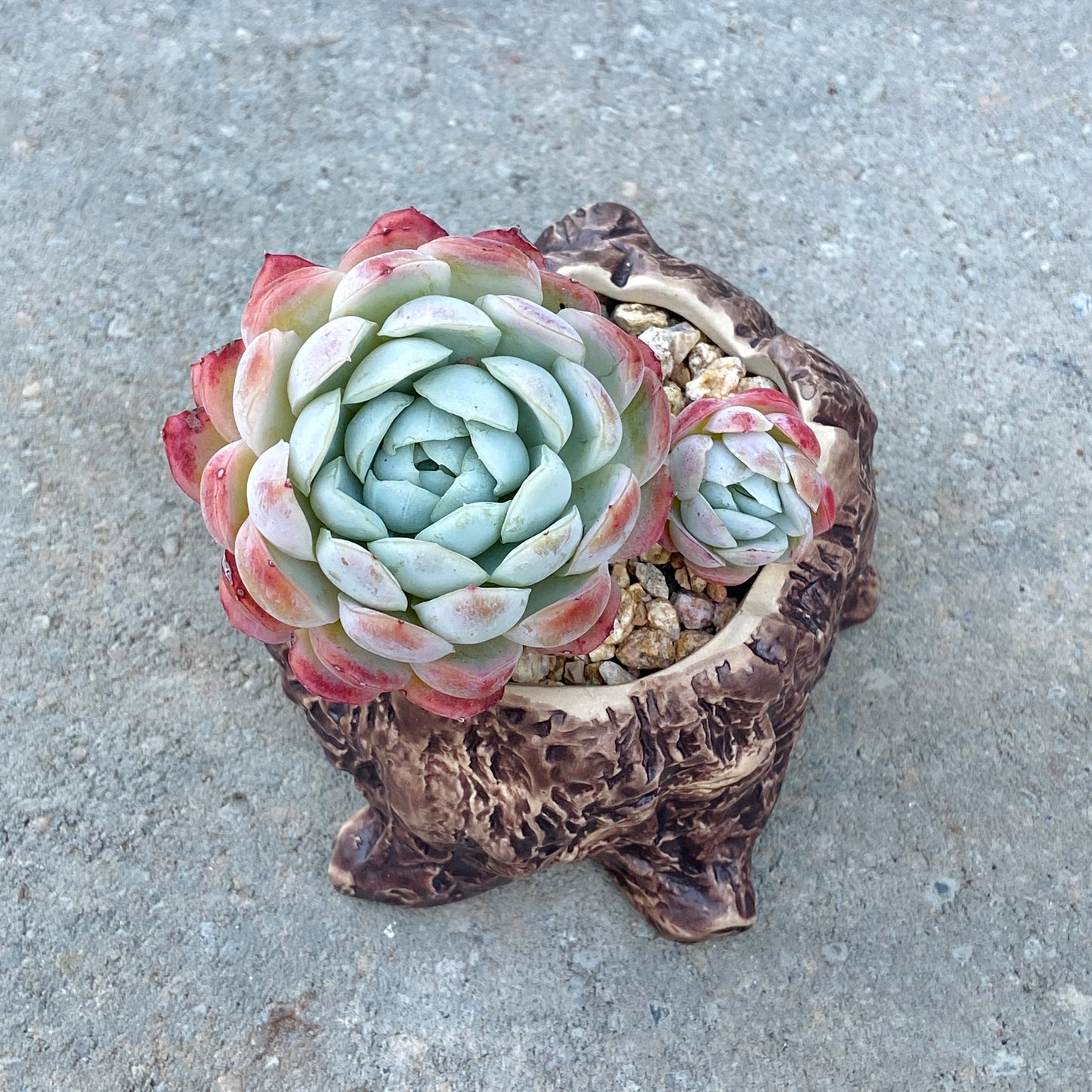 Echeveria Mexican Snowball