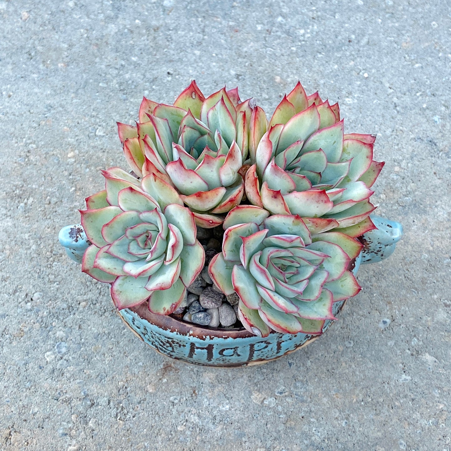 Echeveria Elegans