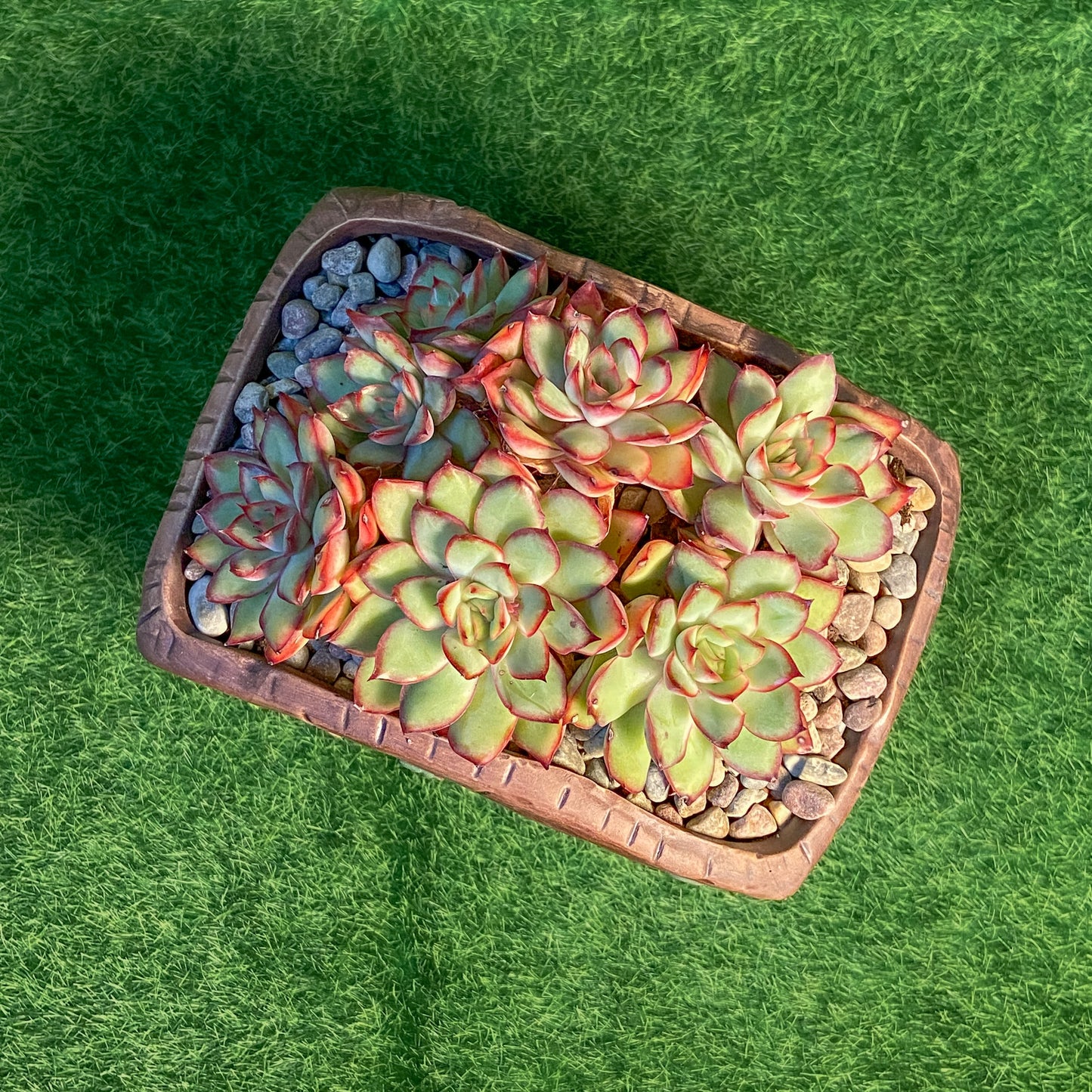 Echeveria Mexican Pulidonis