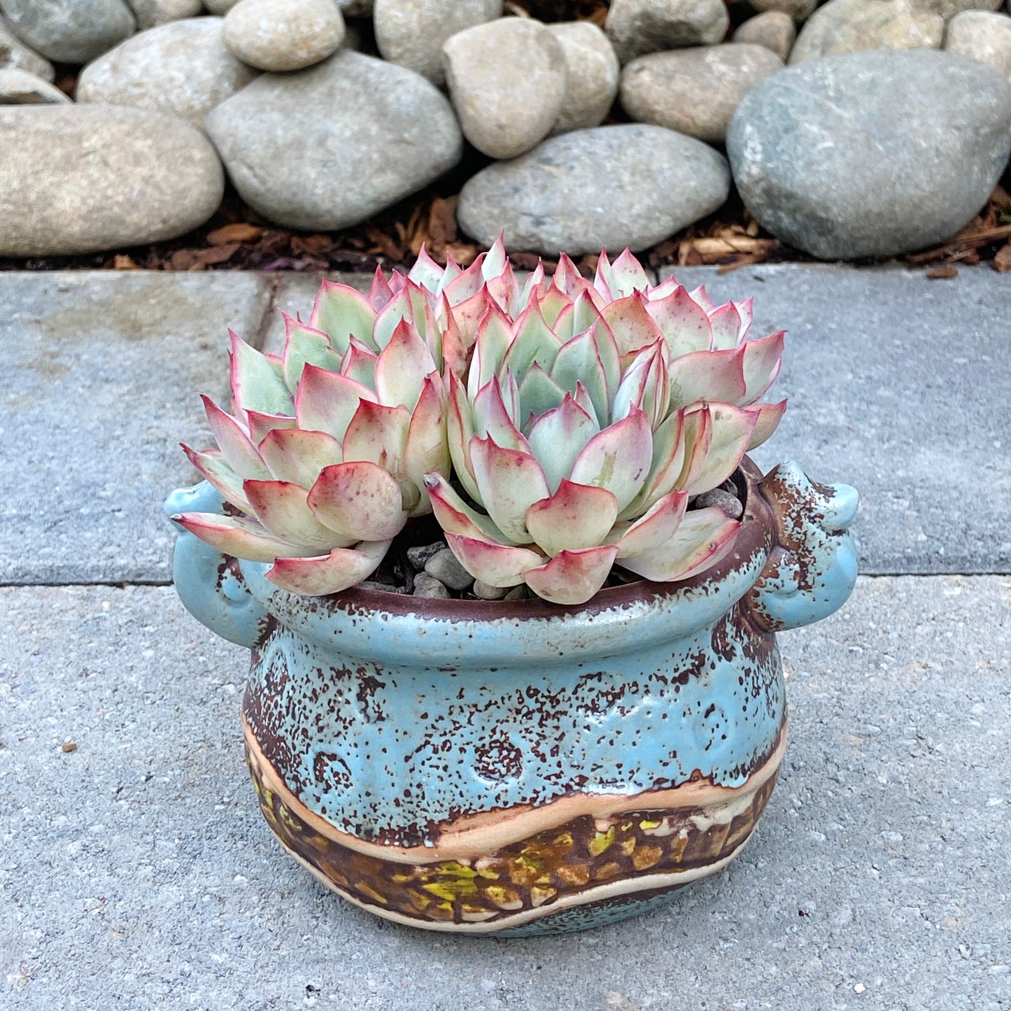 Echeveria Elegans