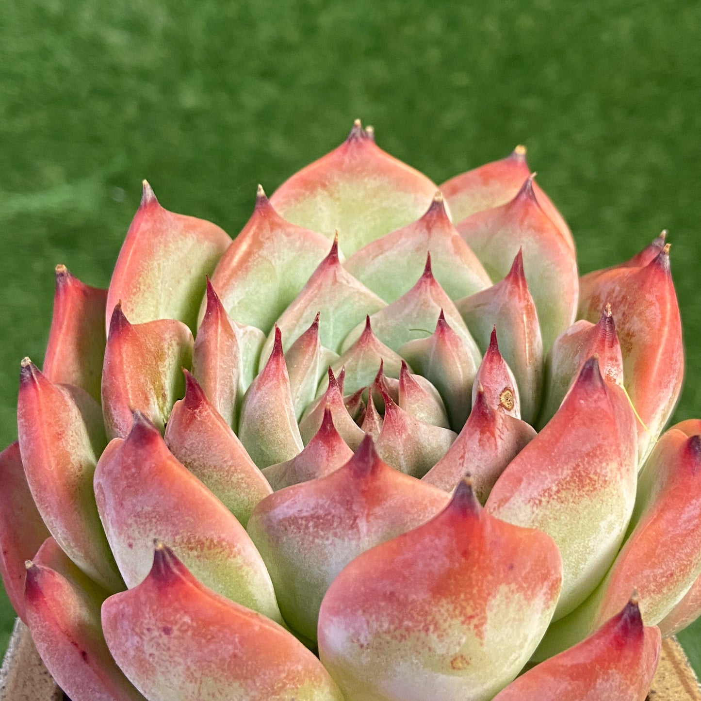 Echeveria Chihuahuaensis
