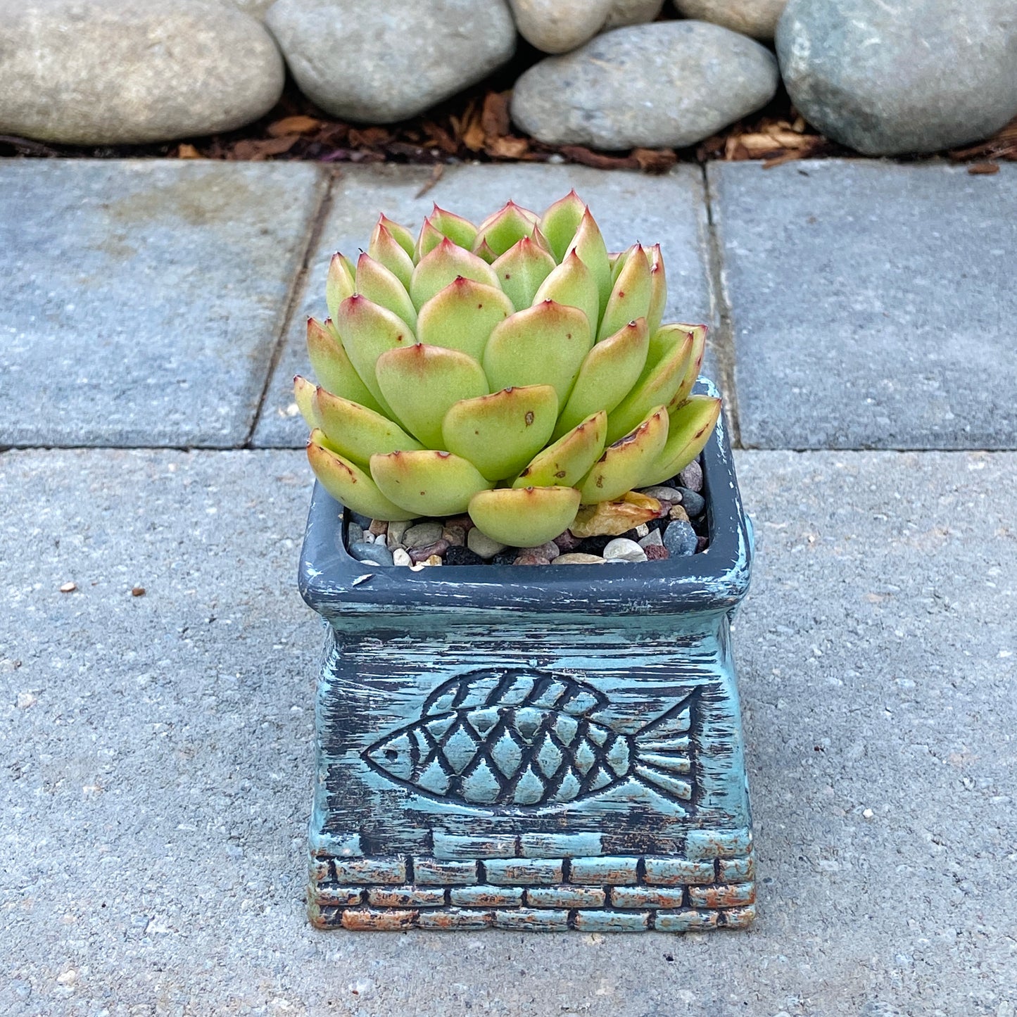 Echeveria Agavoides