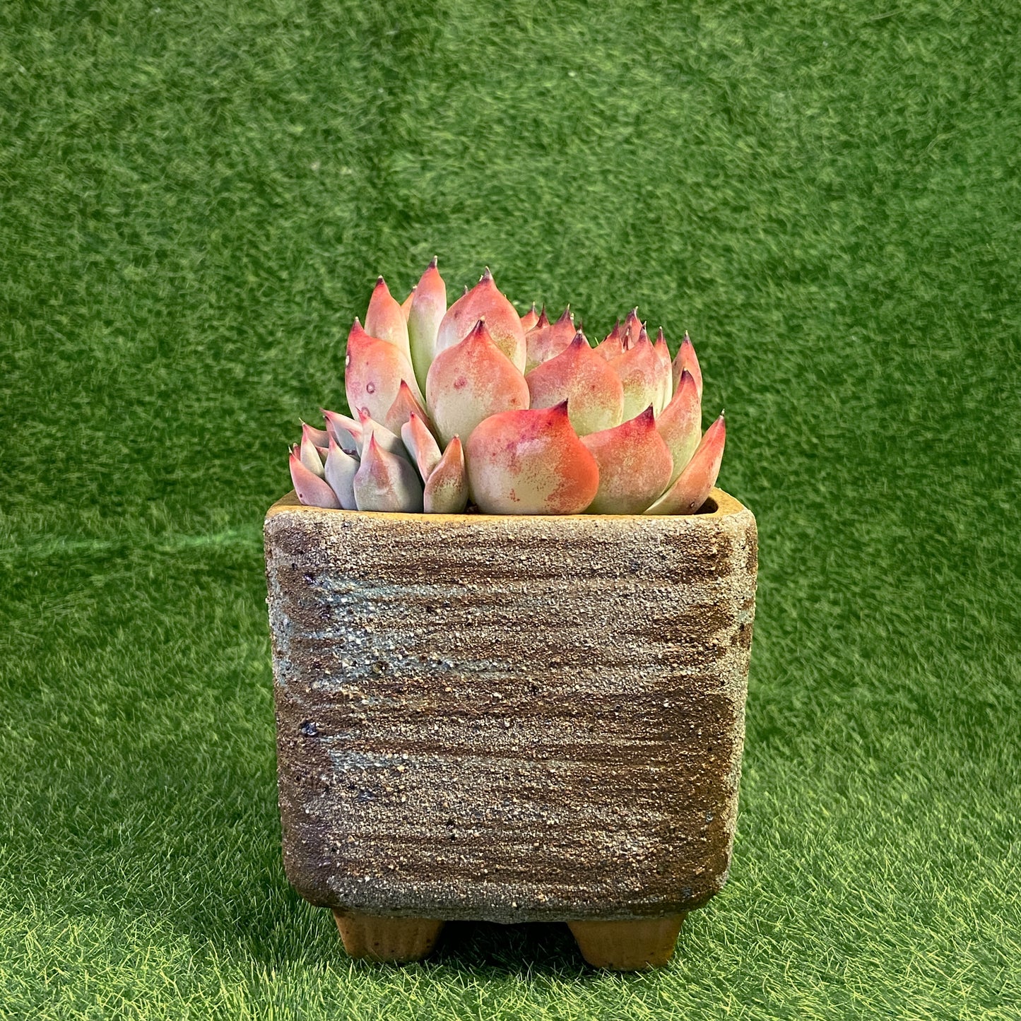 Echeveria Chihuahuaensis