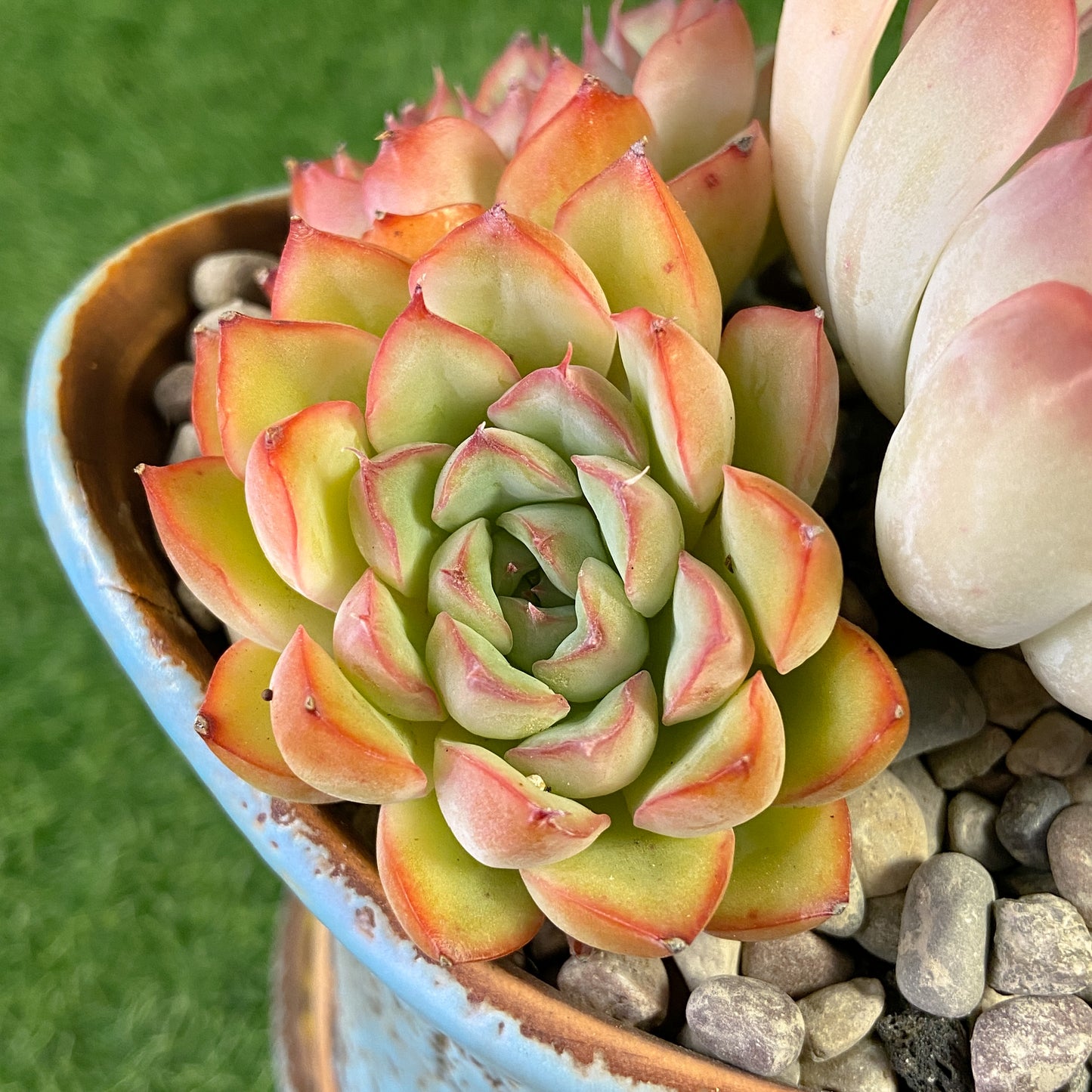 Echeveria sp.