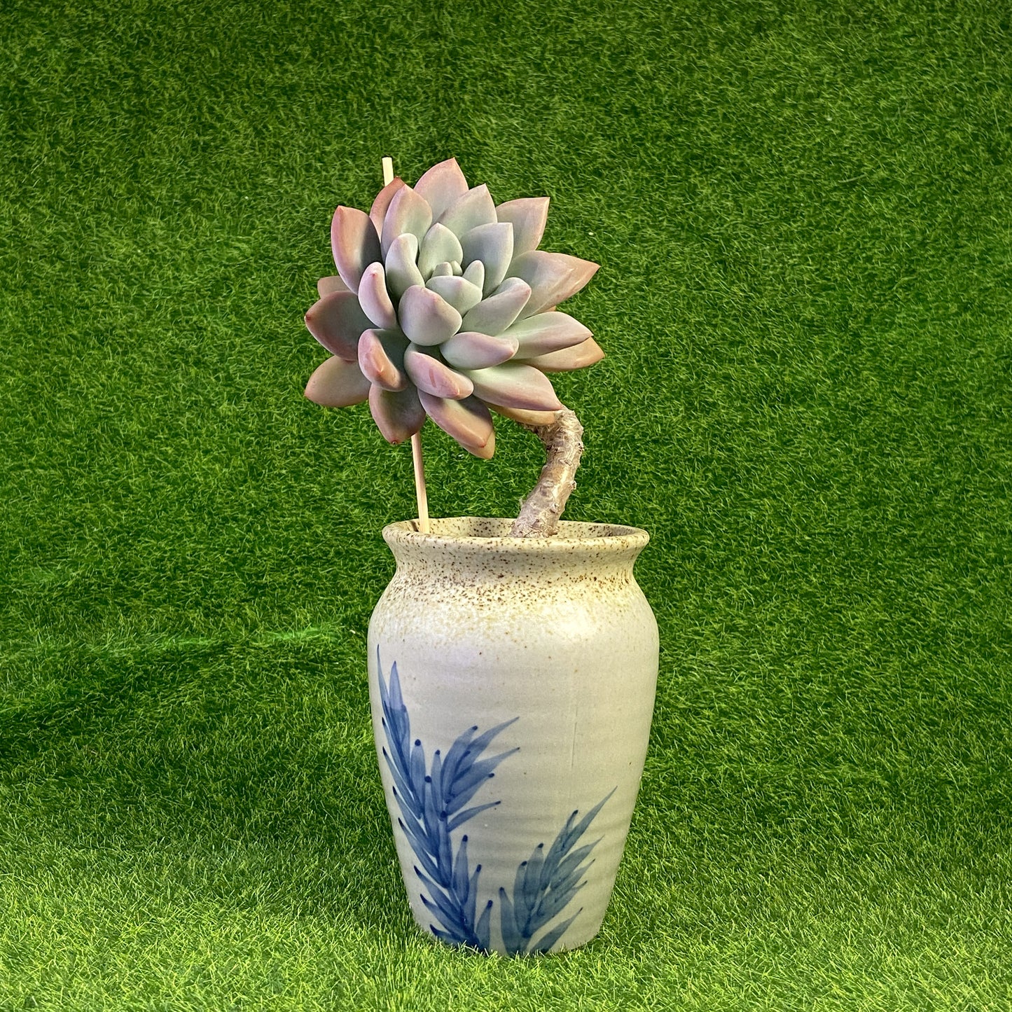 Graptoveria Opalina