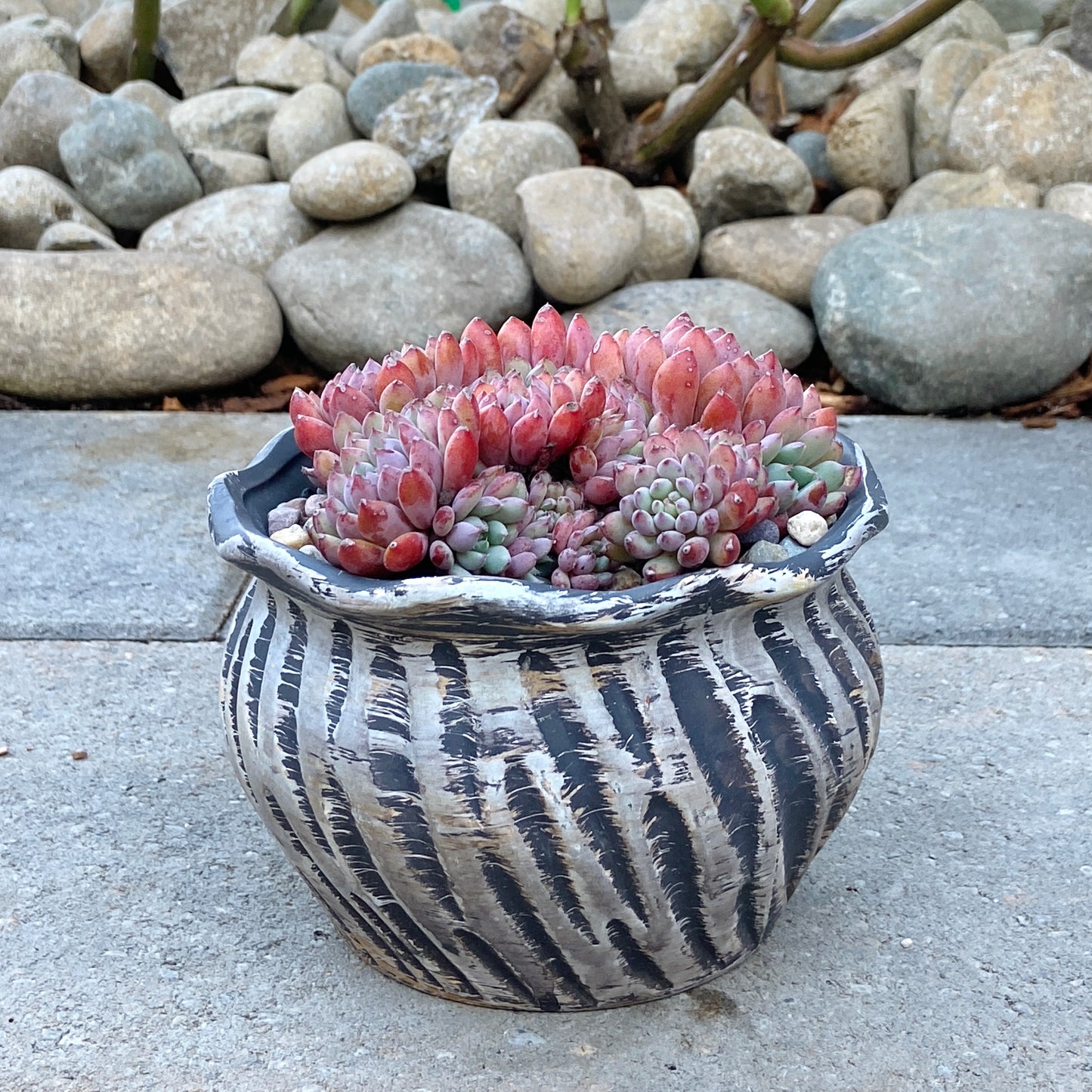 Echeveria Setosa v.Deminuta