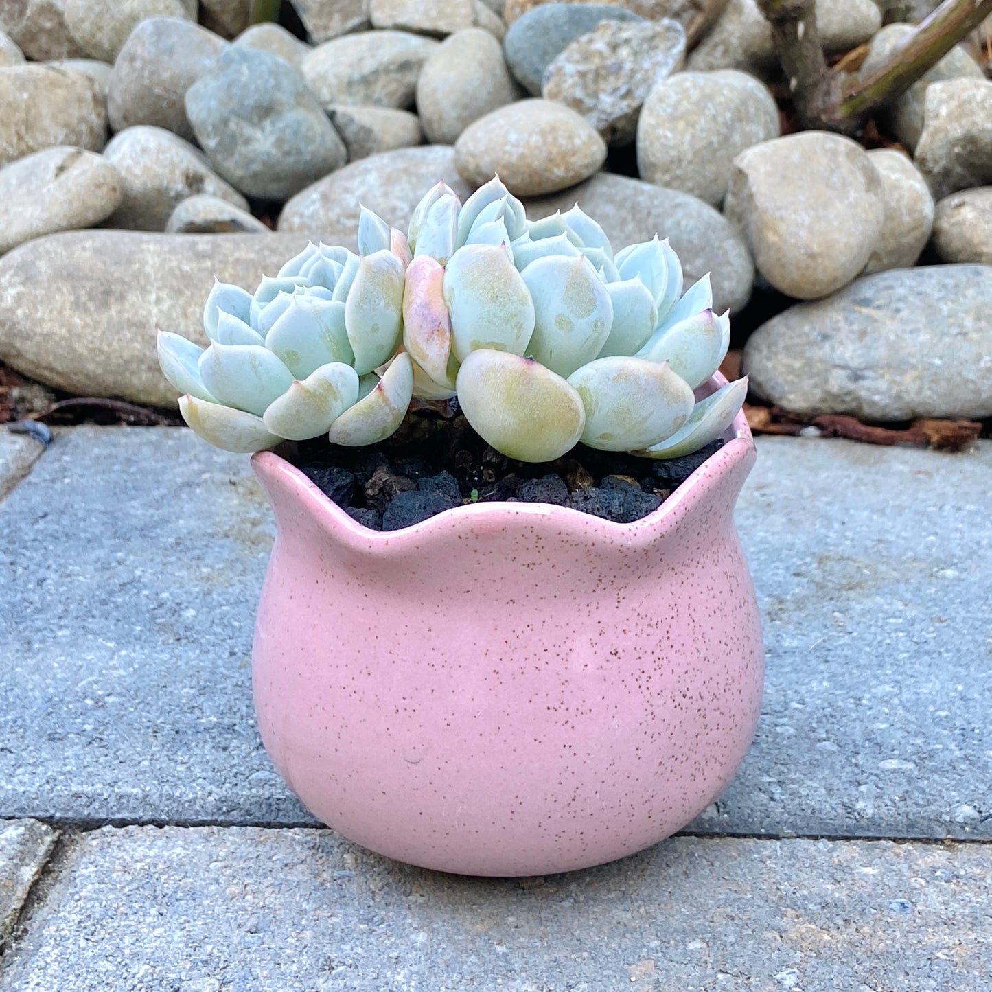 Echeveria Arctic Ice