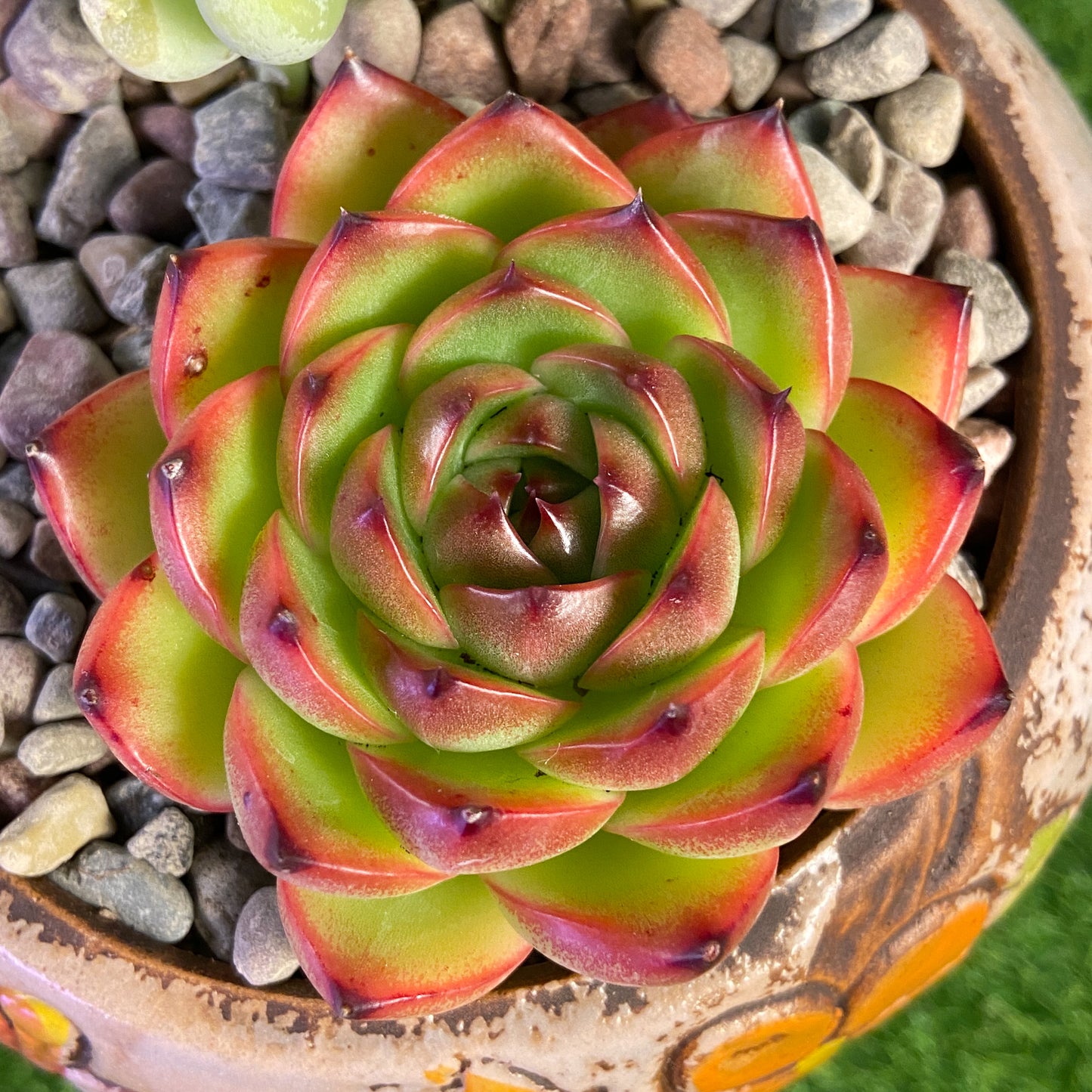 Assorted Succulent Collection (Echeveria Moonstone / Pachyphytum Werdermannii)