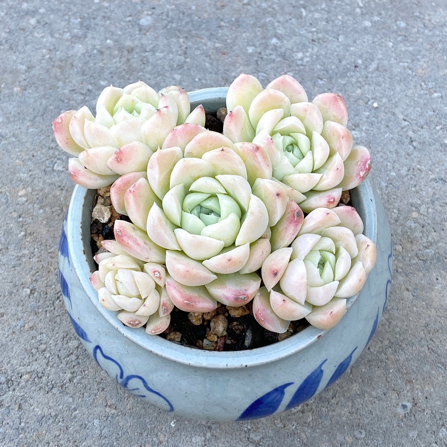 Echeveria Elegans Alba