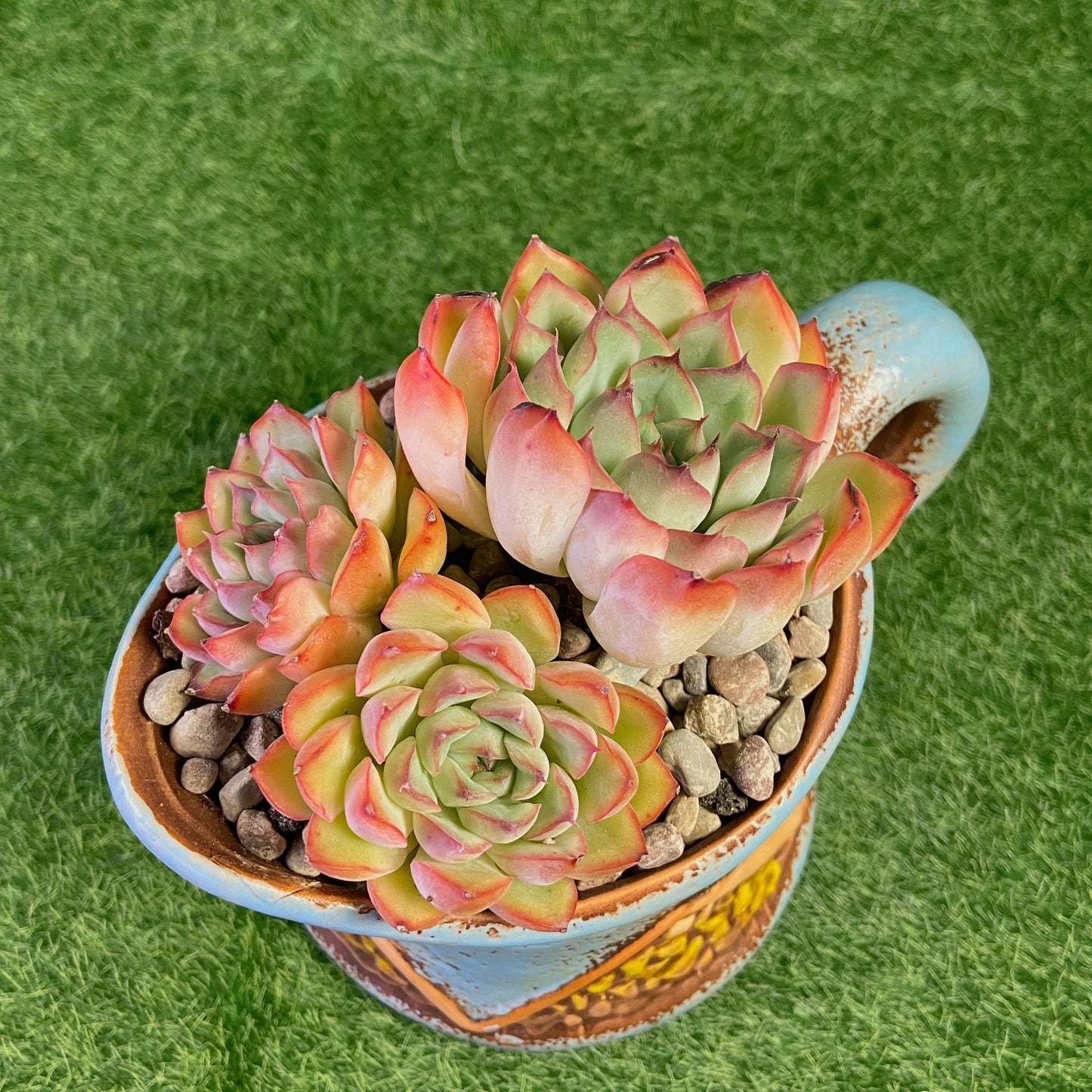 Echeveria sp.