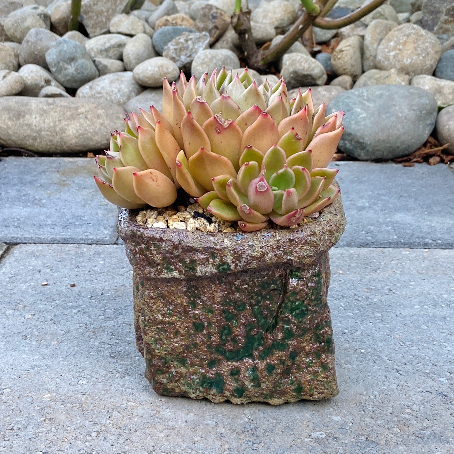 Echeveria Agavoides Cluster