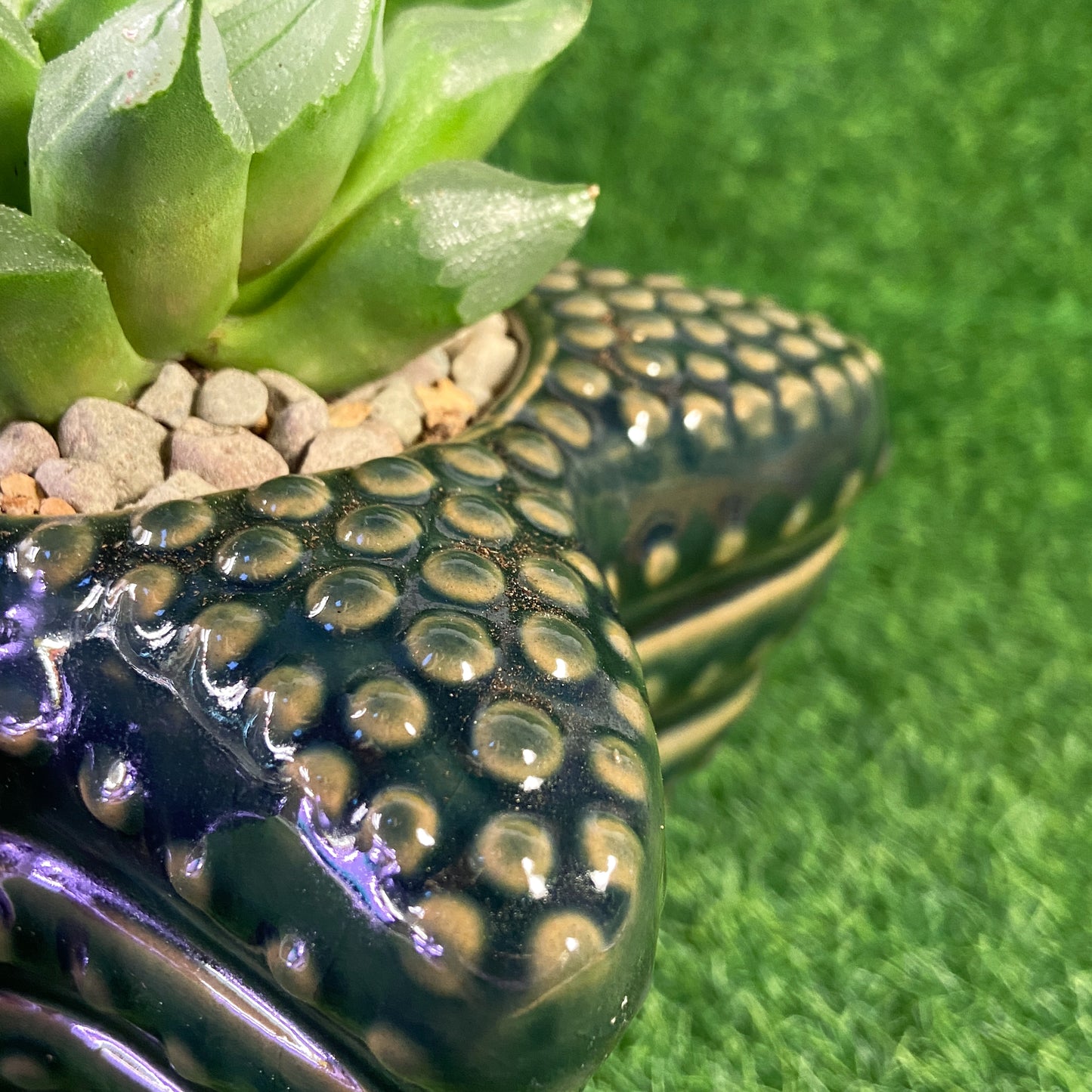 Haworthia Ice City