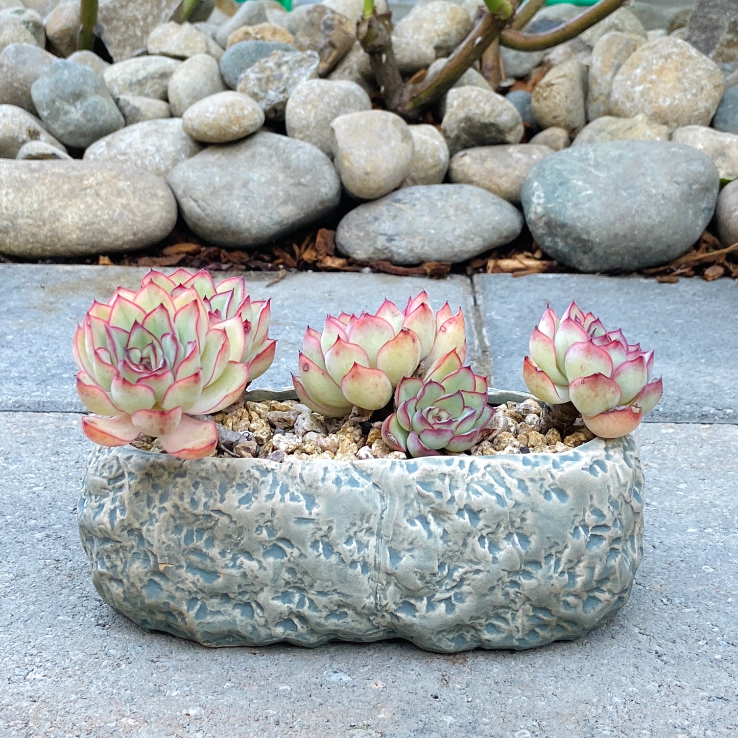 Echeveria Elegans Cluster