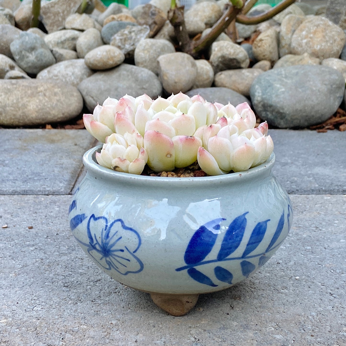 Echeveria Elegans Alba
