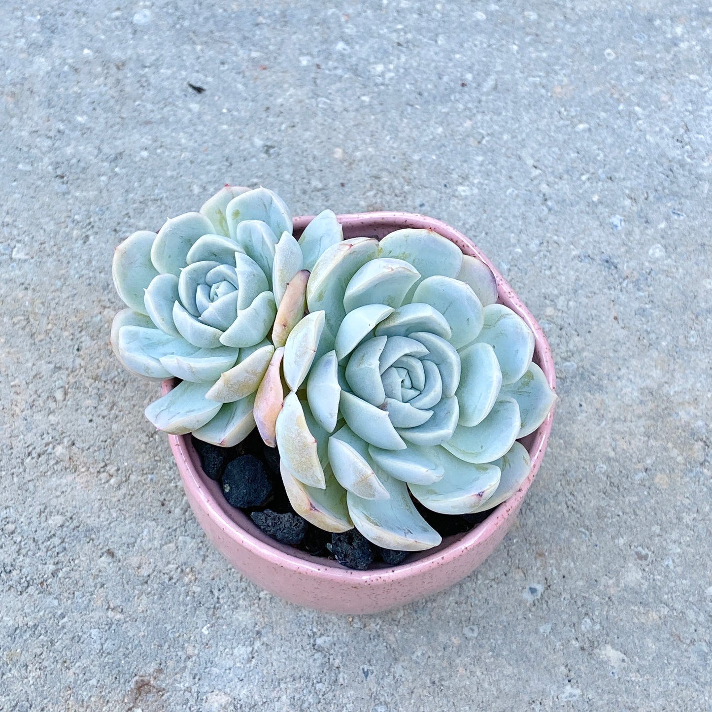 Echeveria Arctic Ice