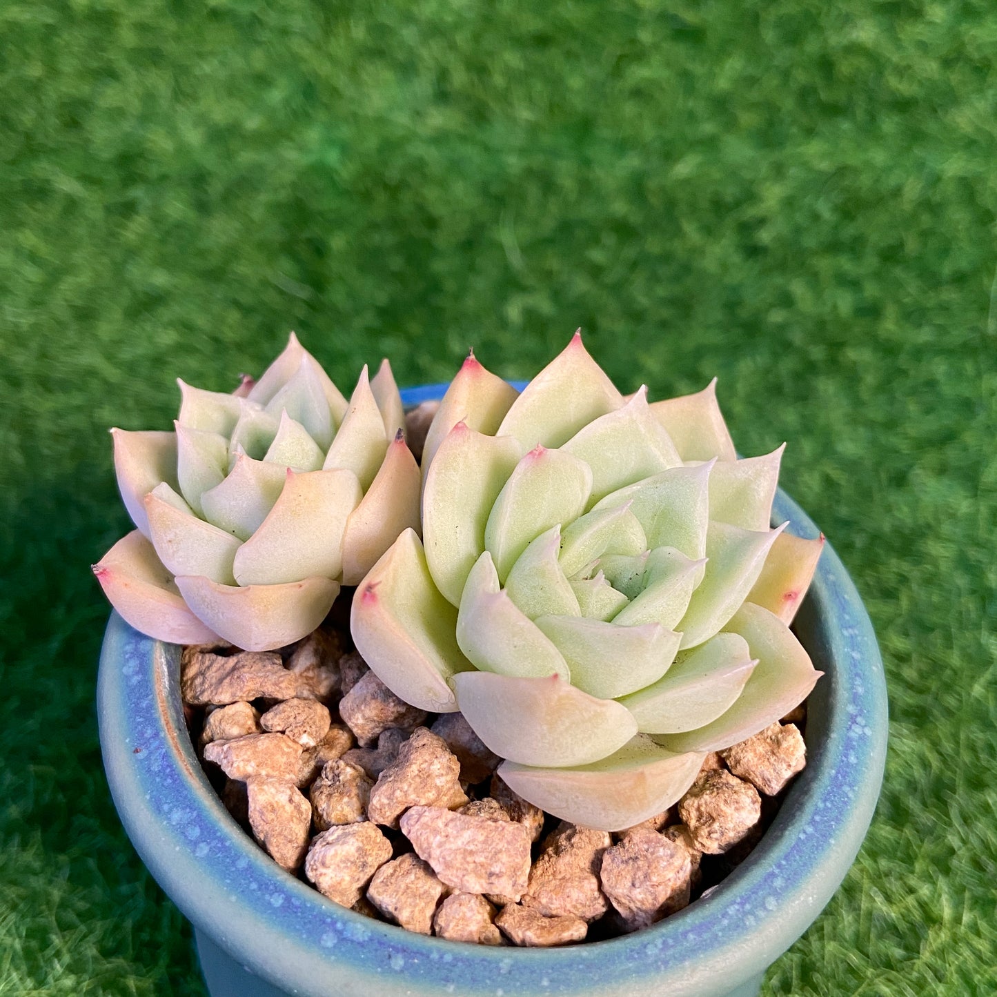 Echeveria Elegans Alba