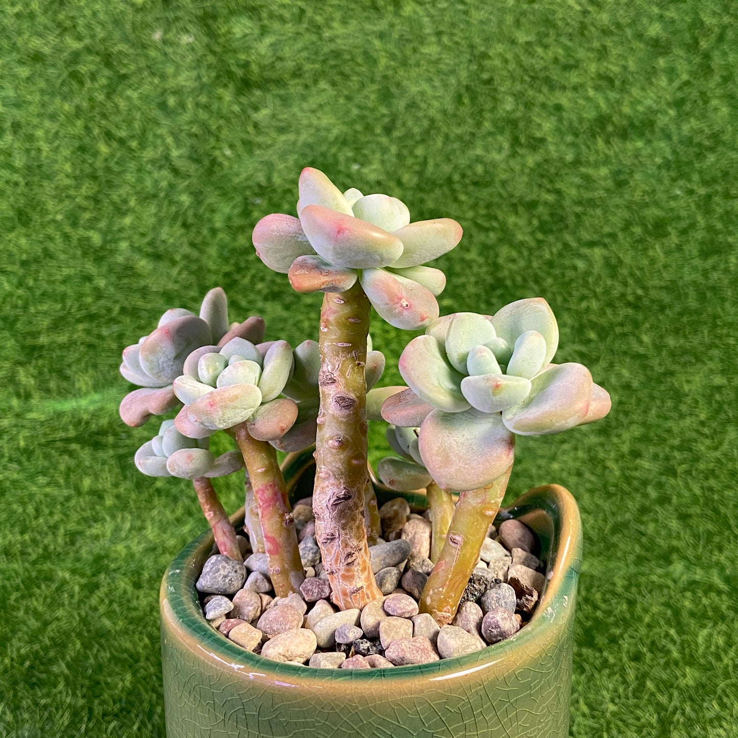 Sedum Clavatum