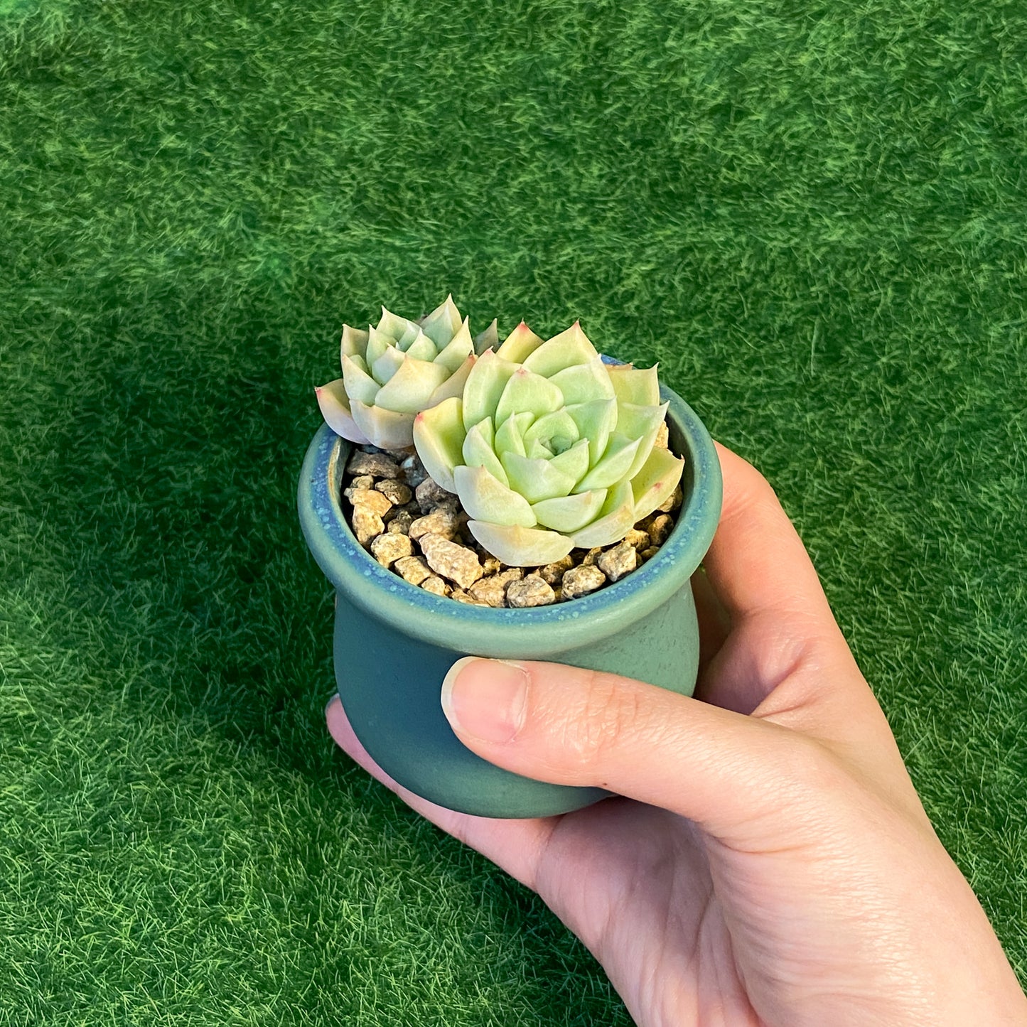 Echeveria Elegans Alba