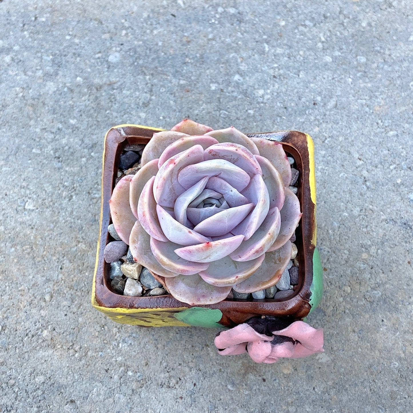 Echeveria Blue Surprise