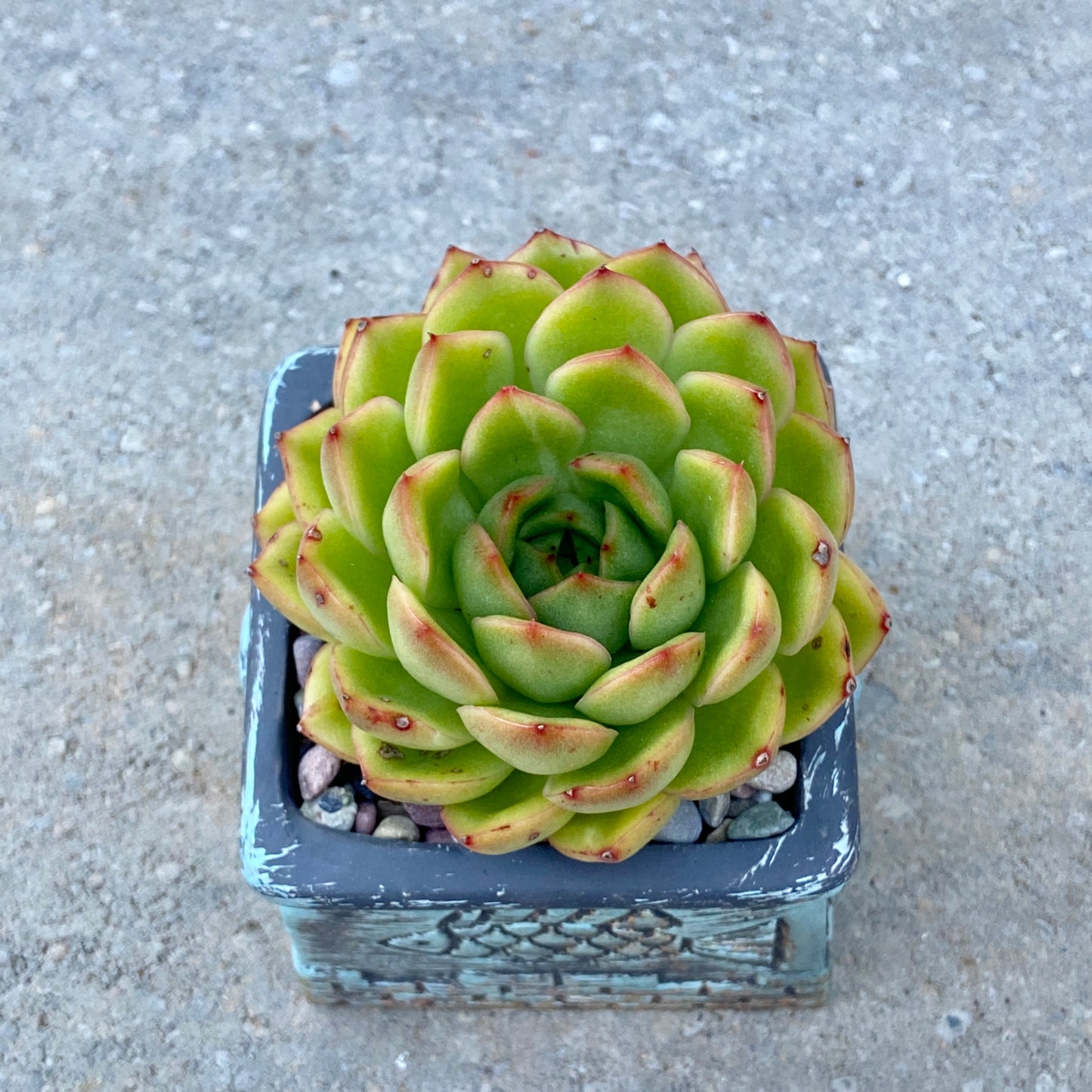 Echeveria Agavoides