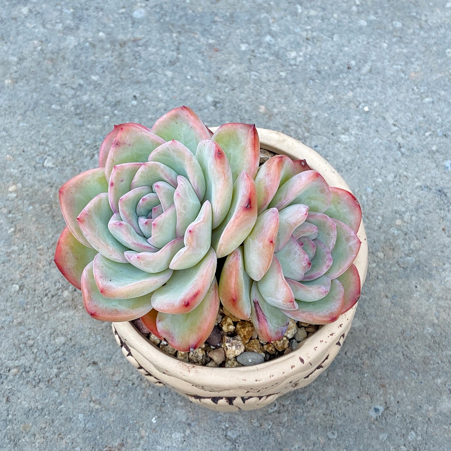 Echeveria Cream Puff