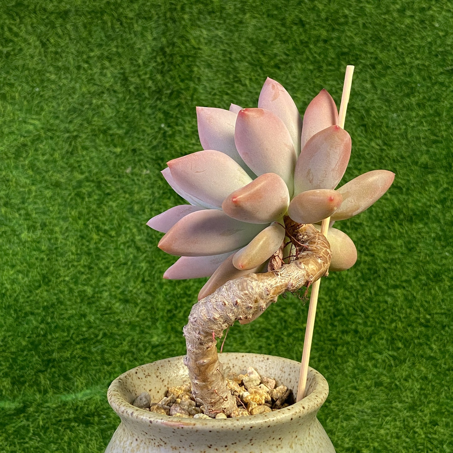 Graptoveria Opalina