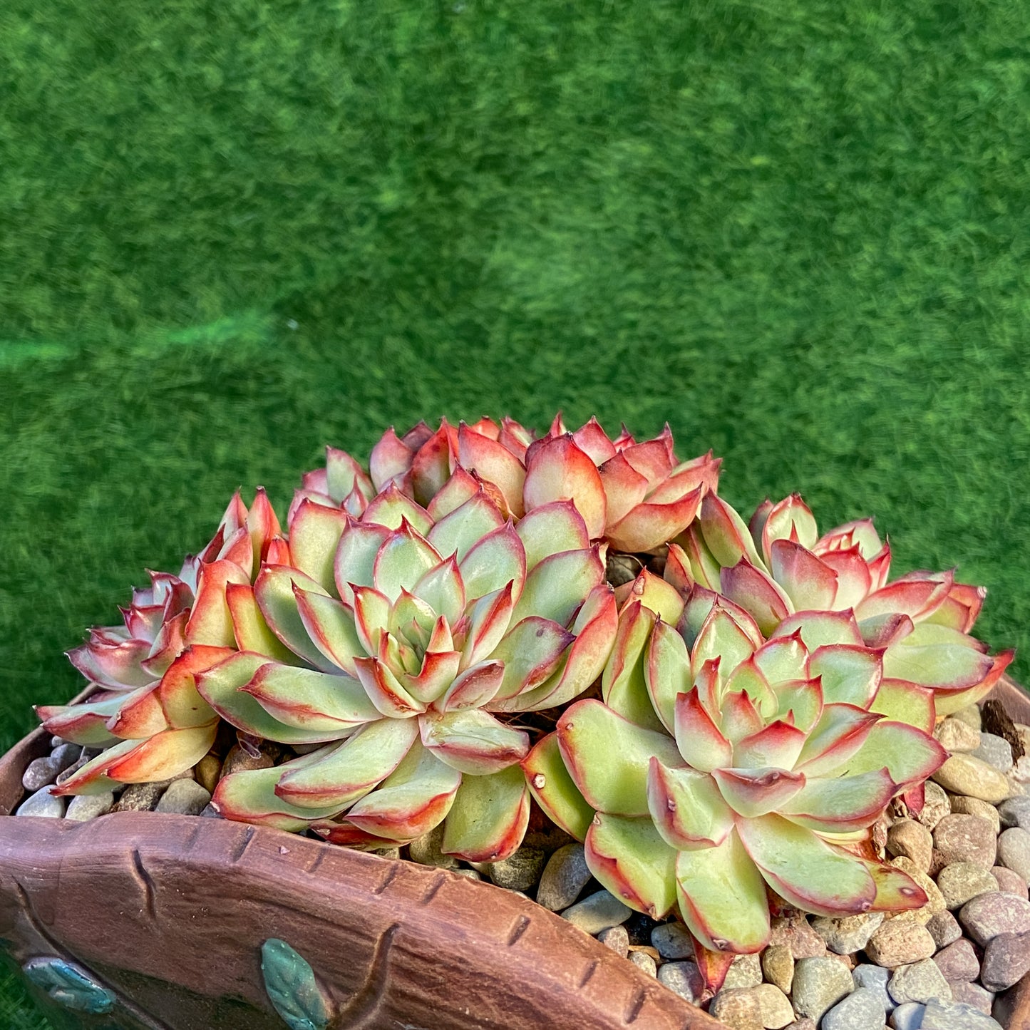 Echeveria Mexican Pulidonis