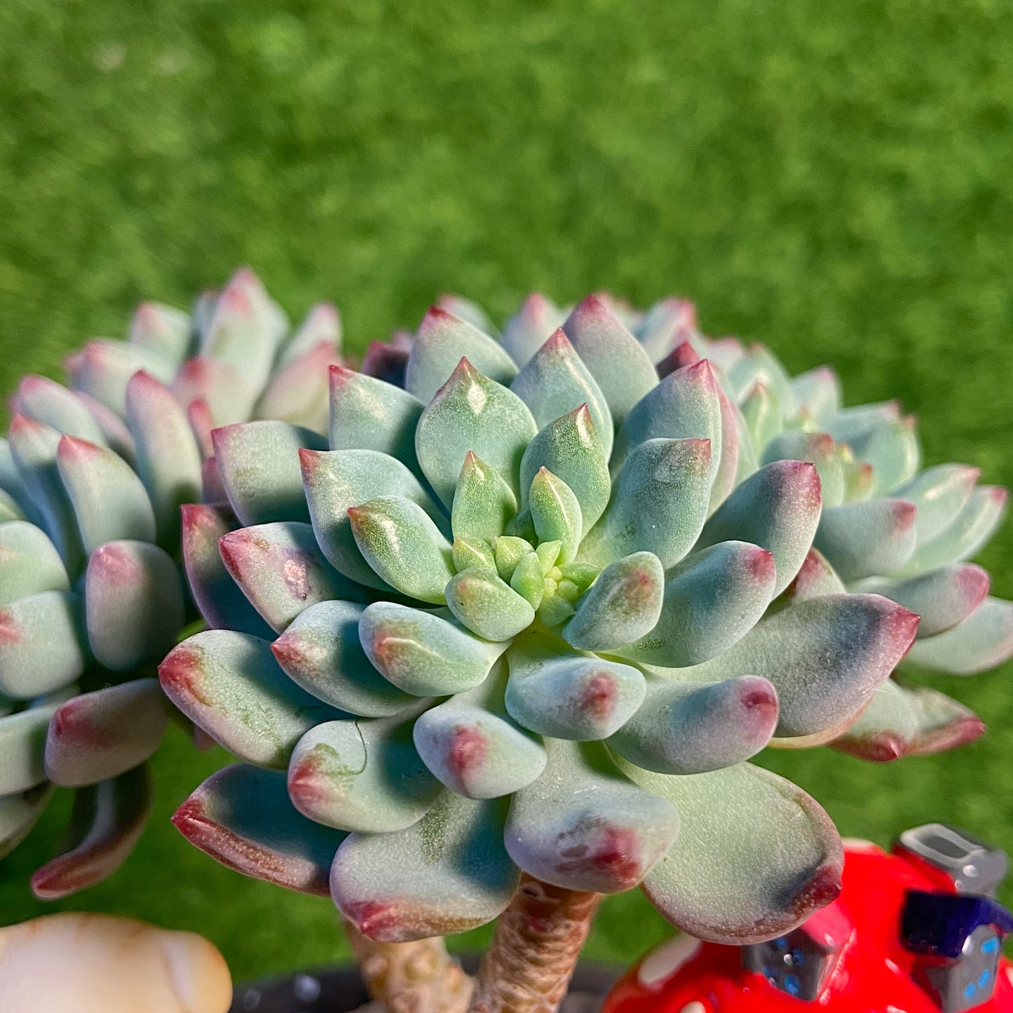Sedeveria Blue Elf