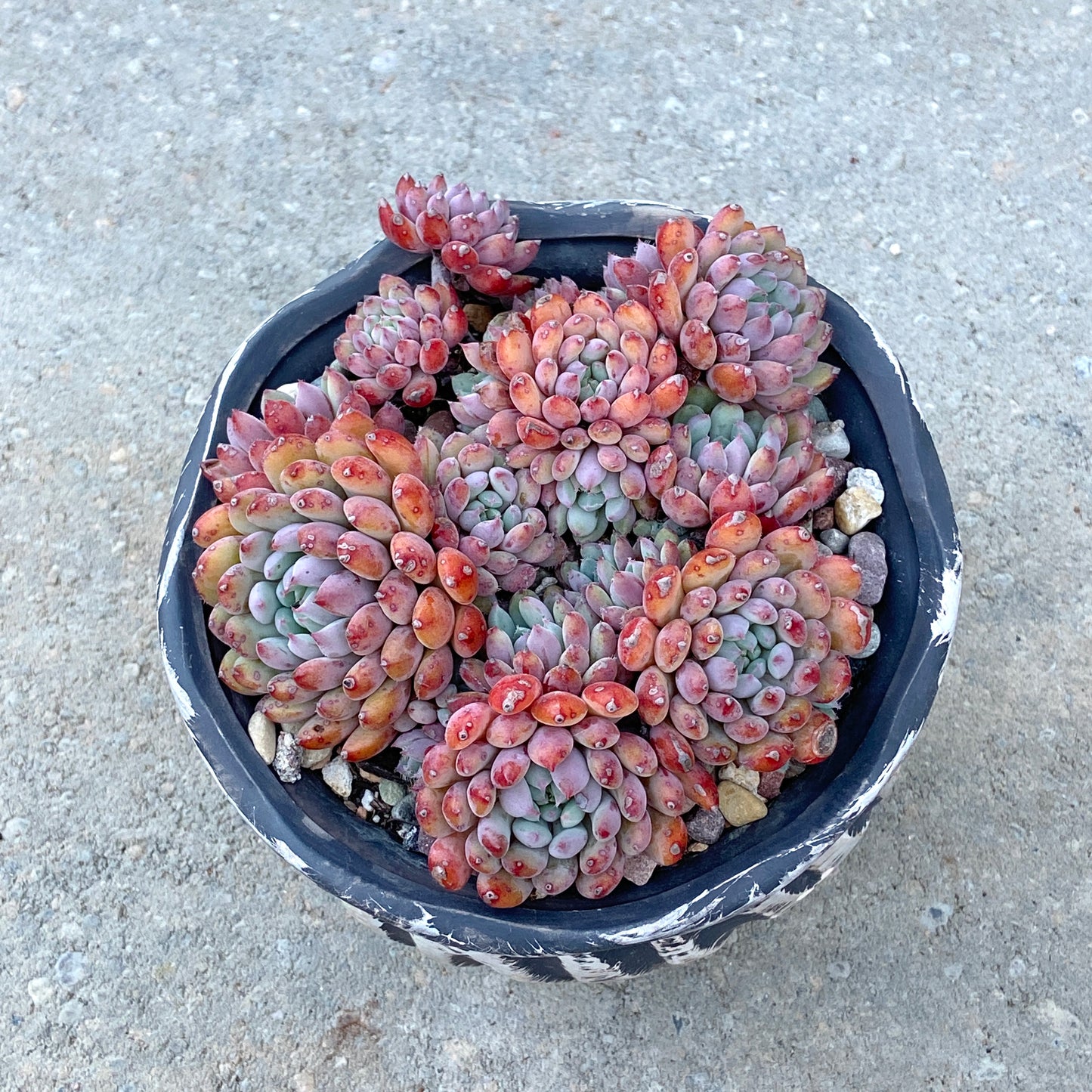 Echeveria Setosa v.Deminuta