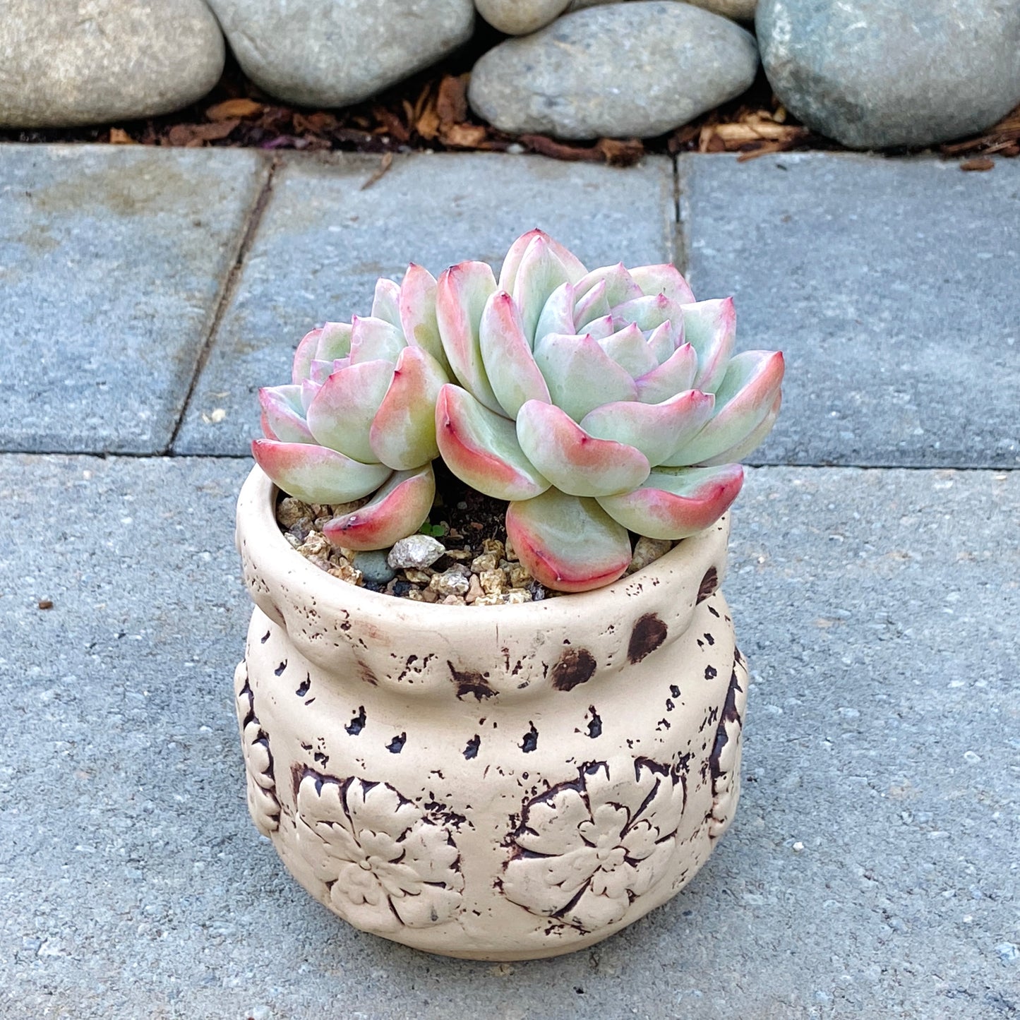 Echeveria Cream Puff