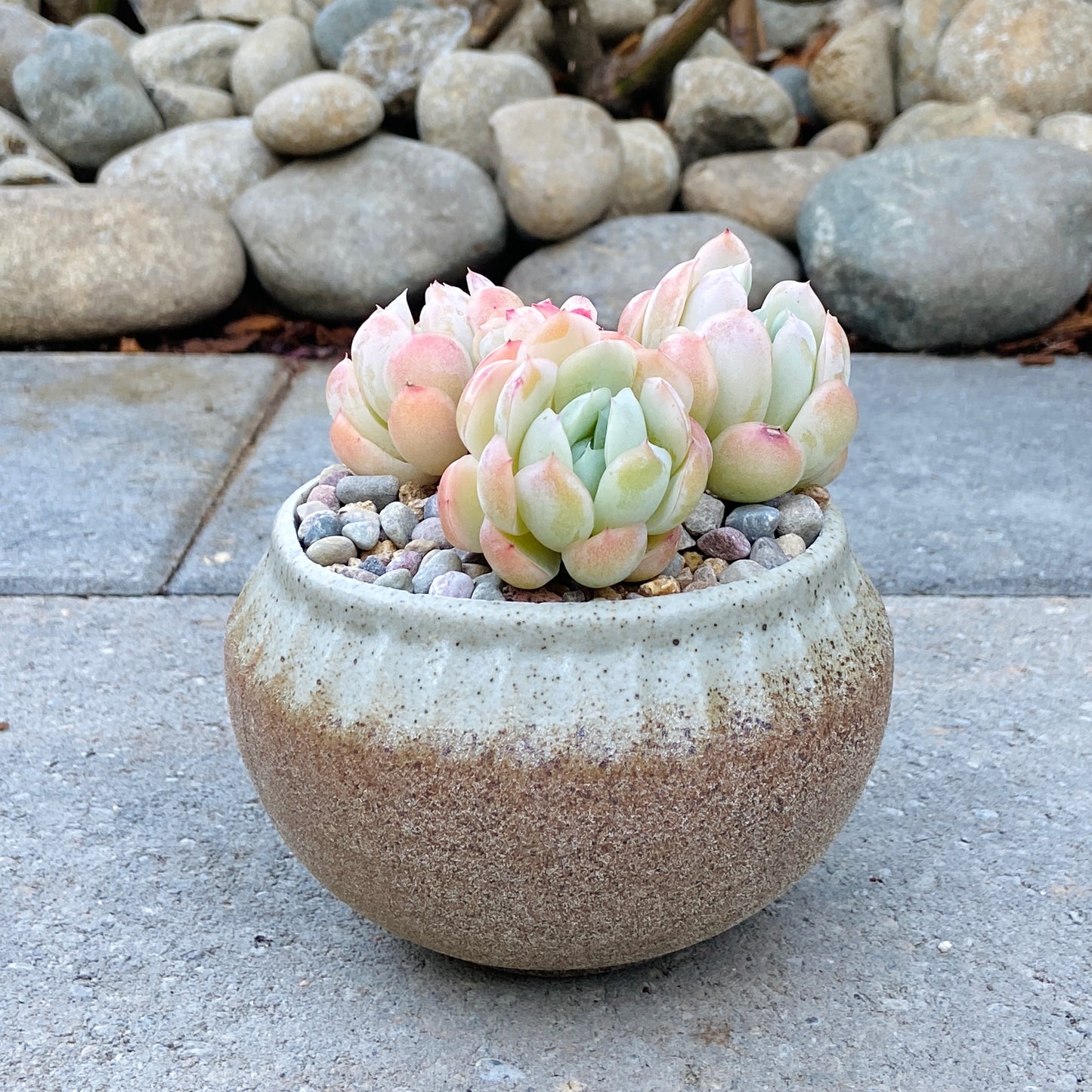 Echeveria Mexican Snowball Cluster