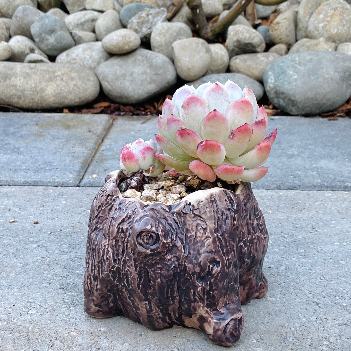 Echeveria Mexican Snowball