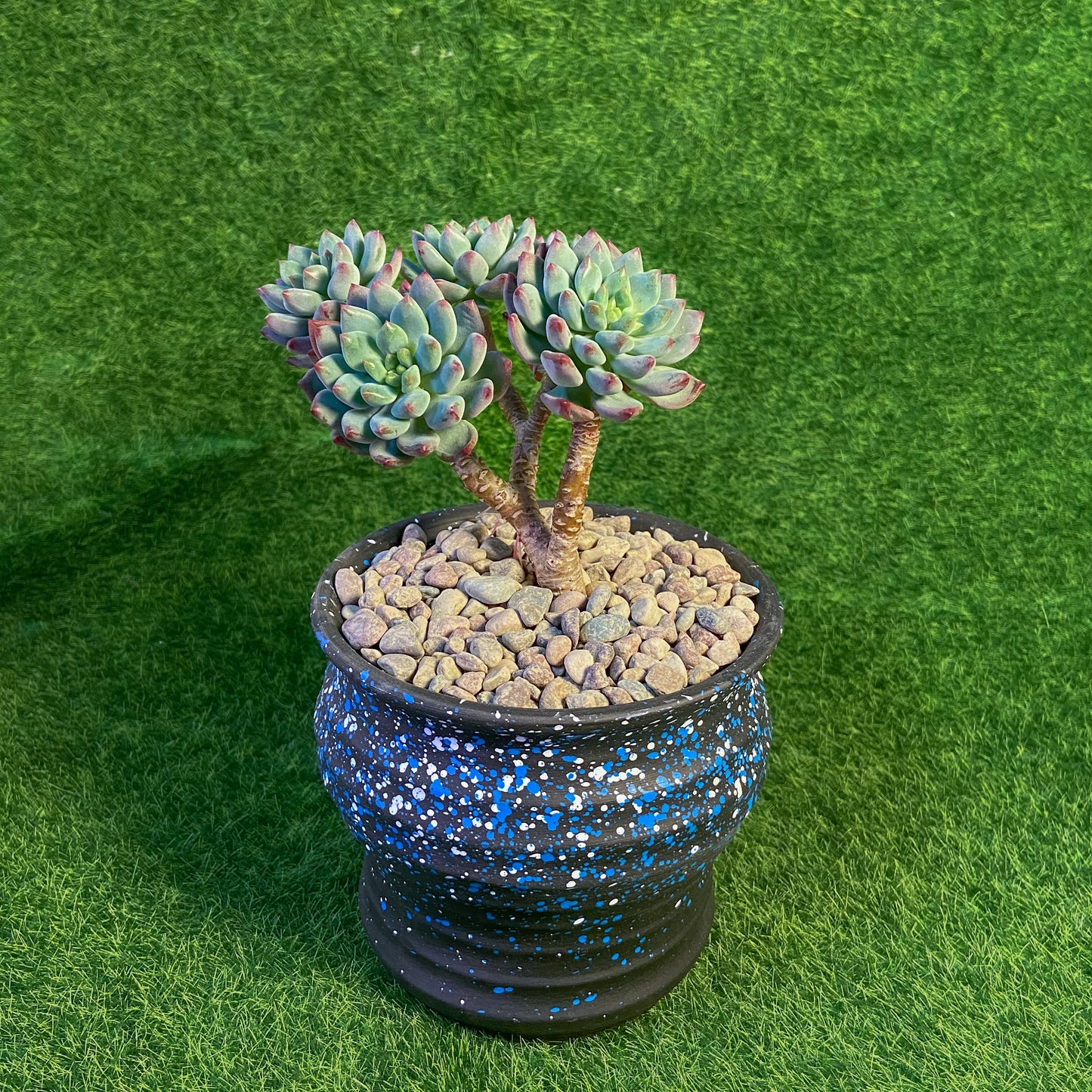 Sedeveria Blue Elf