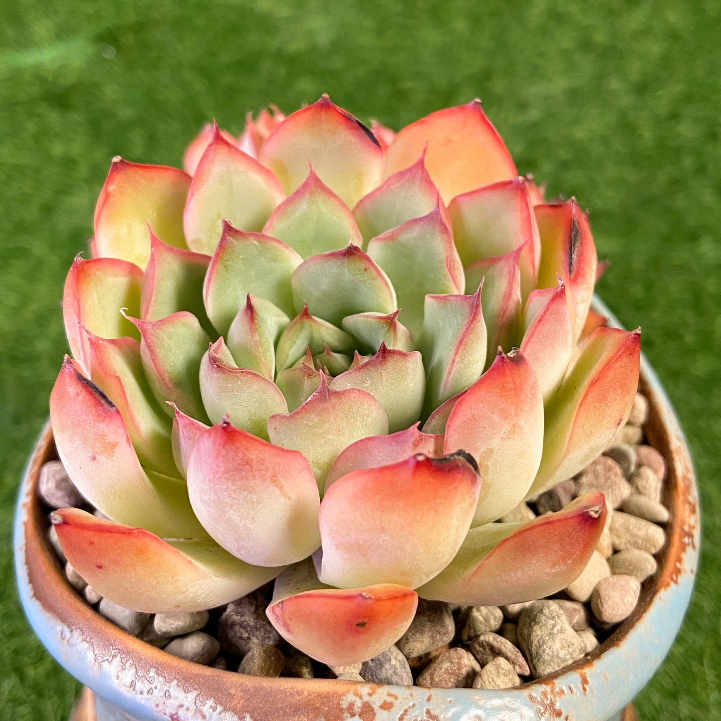 Echeveria sp.
