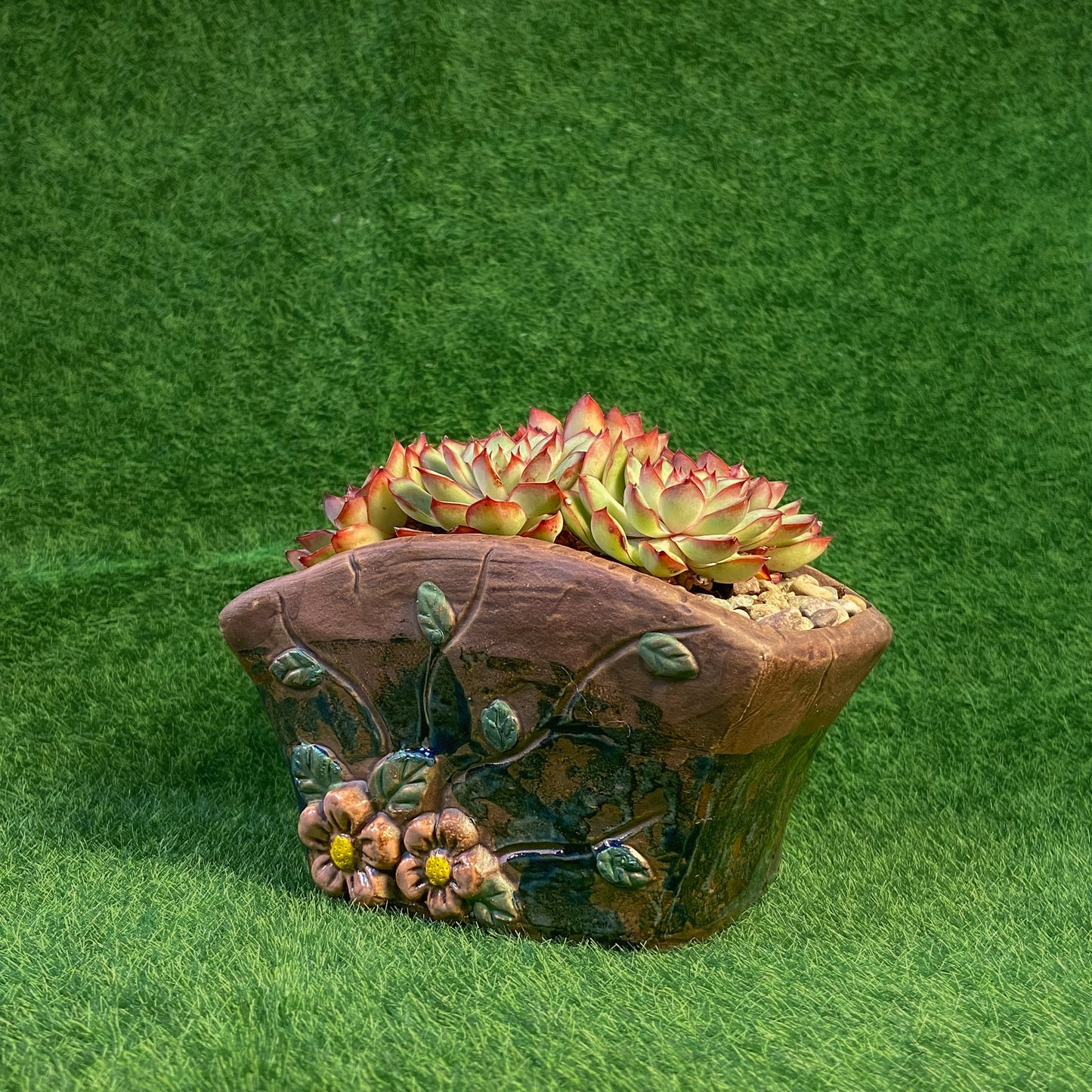 Echeveria Mexican Pulidonis