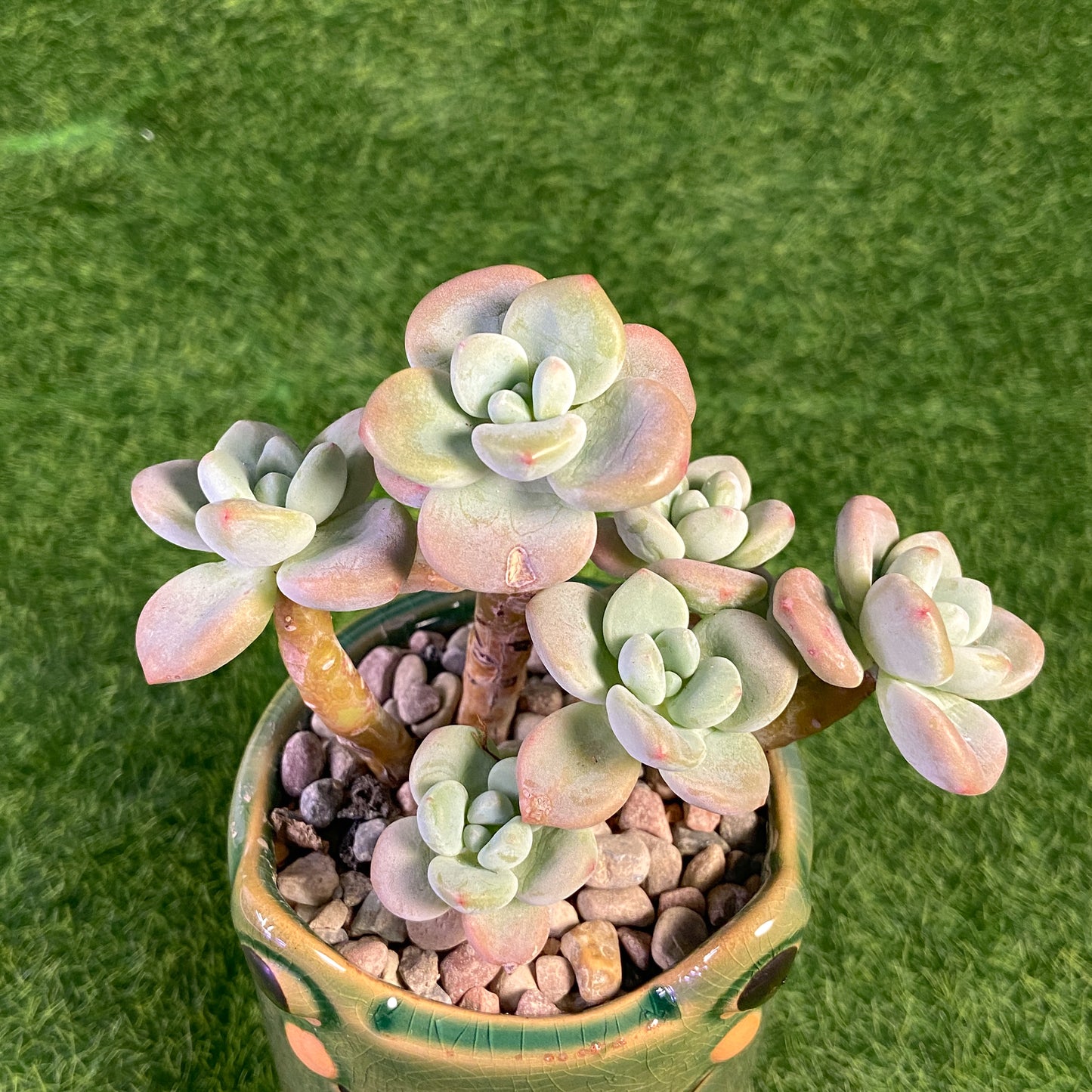 Sedum Clavatum