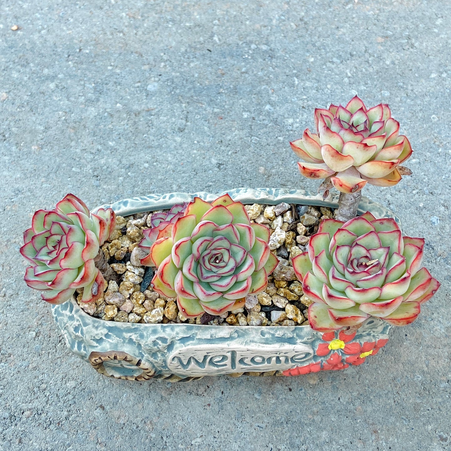 Echeveria Elegans Cluster