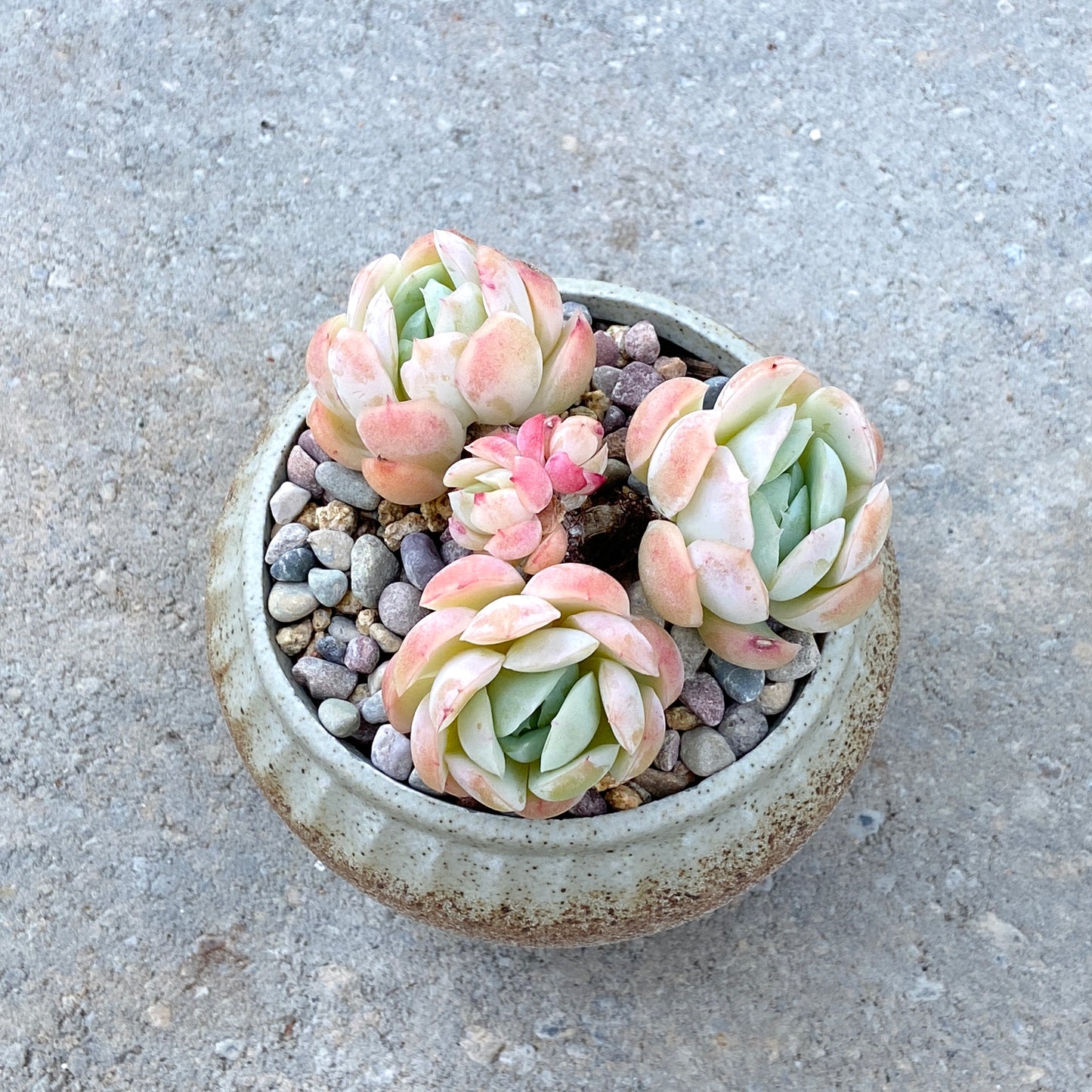 Echeveria Mexican Snowball Cluster