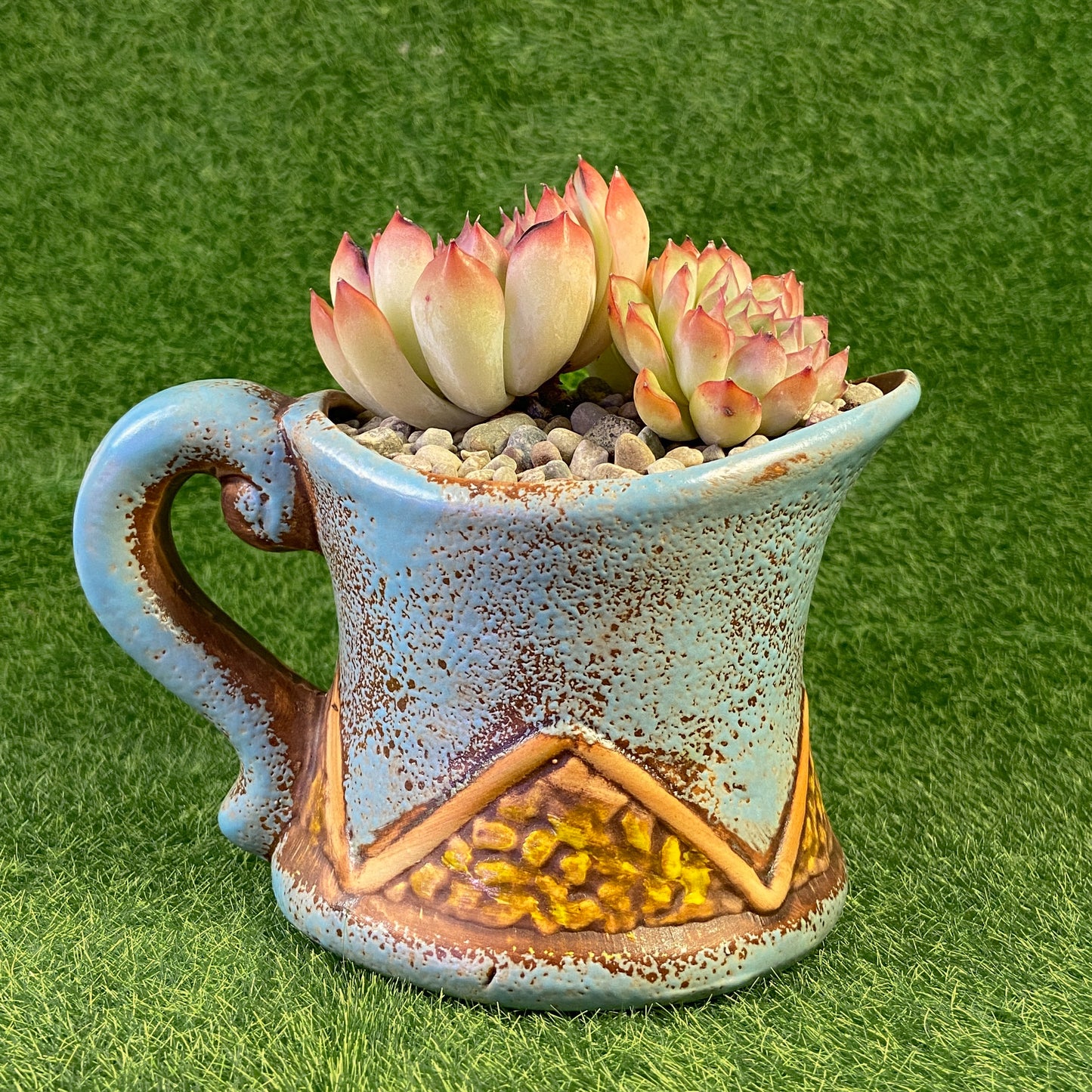 Echeveria sp.