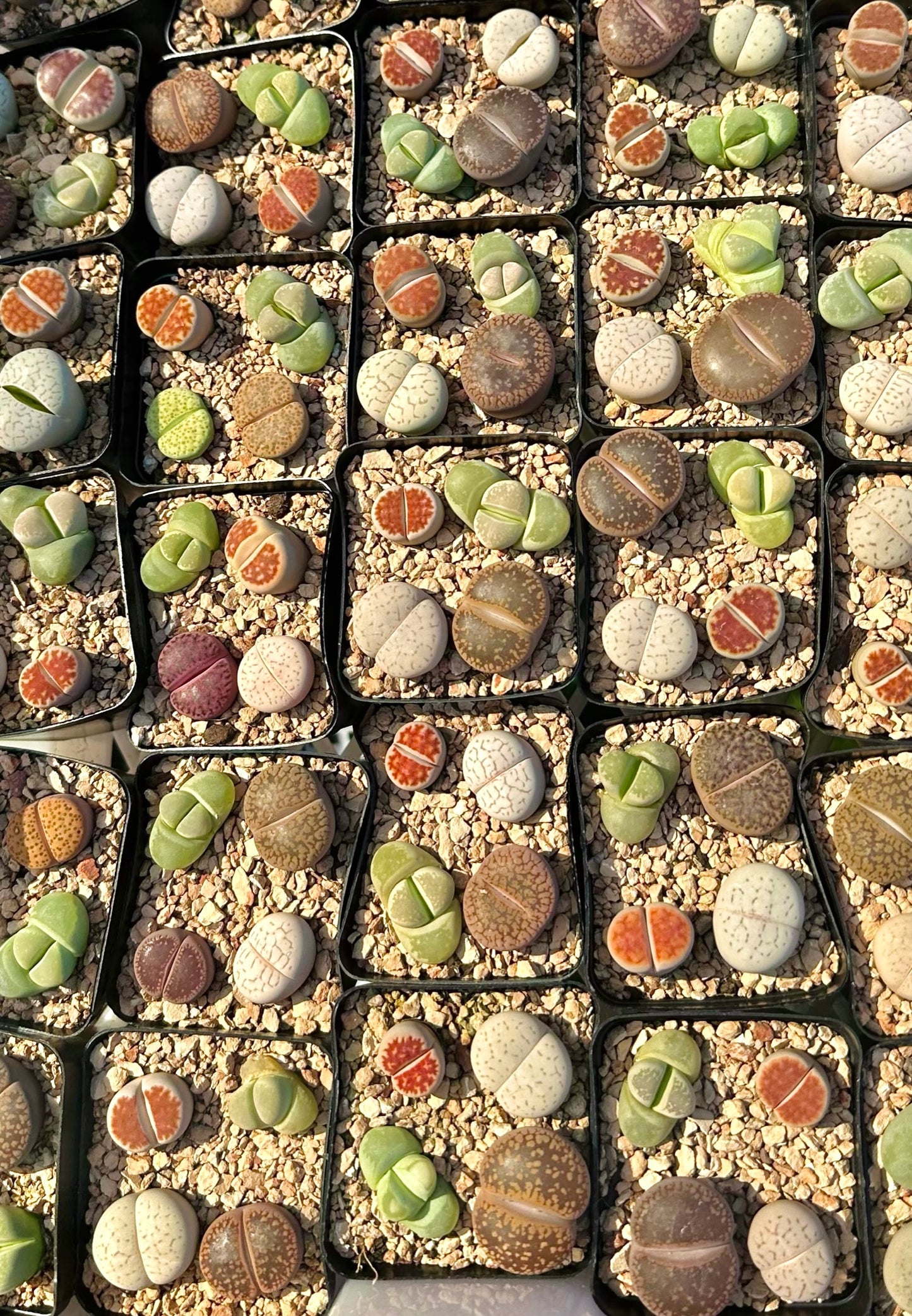 Set of 4 Assorted Lithops