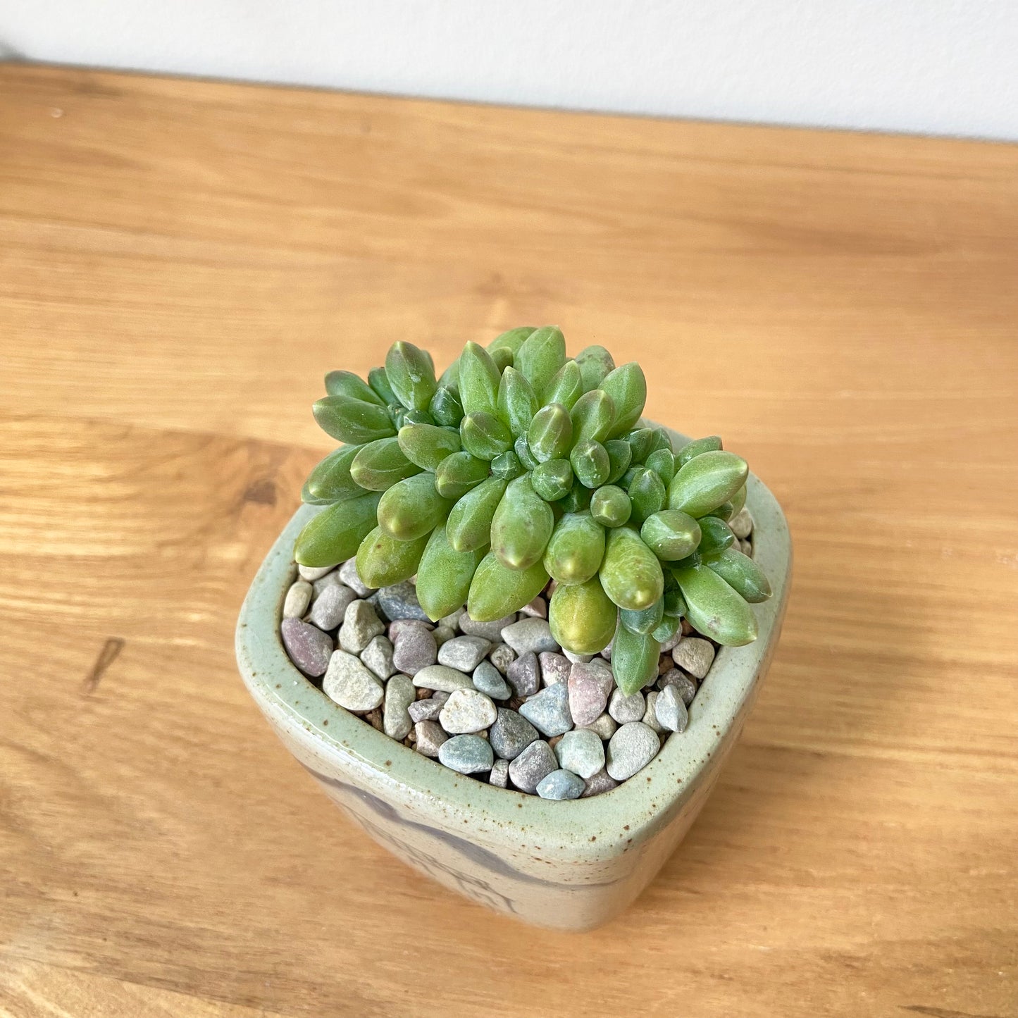 Pachyphytum Compactum Cristata