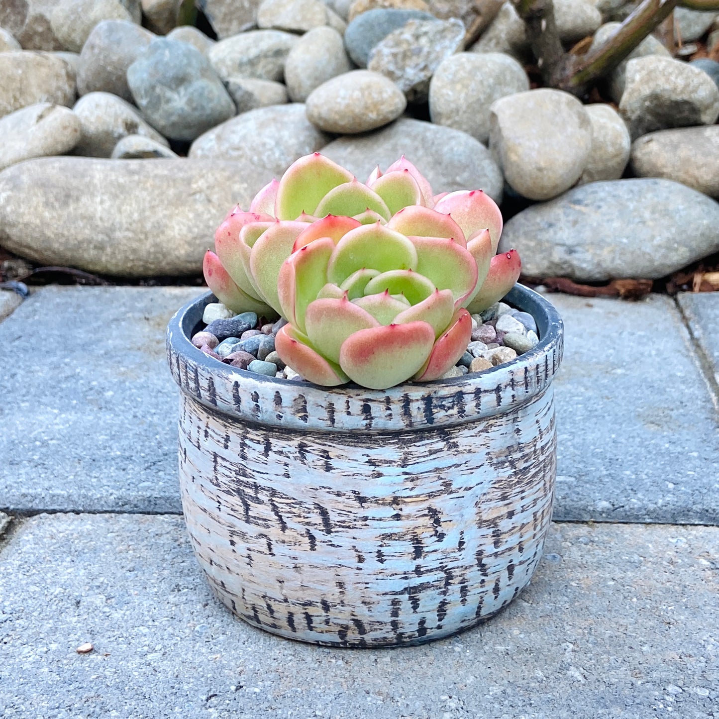 Echeveria Agavoides Gilva