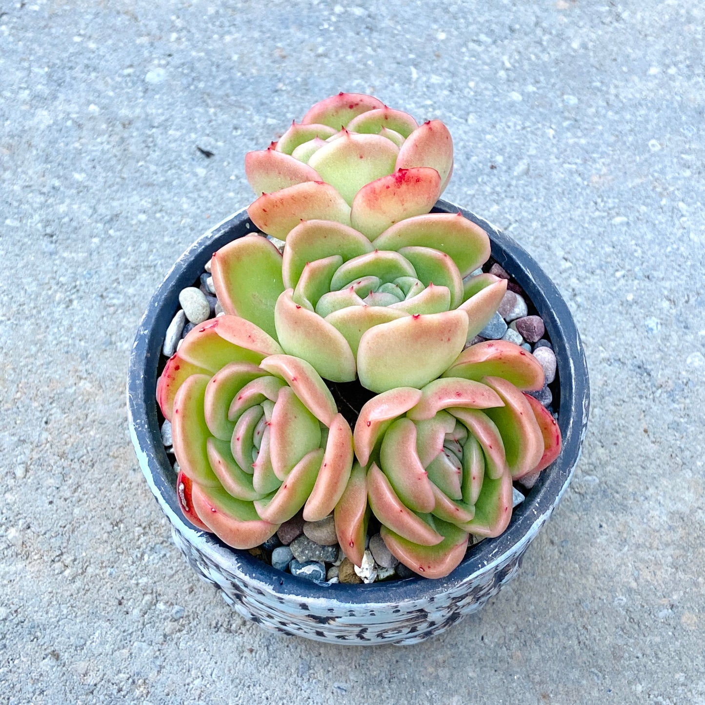 Echeveria Agavoides Gilva