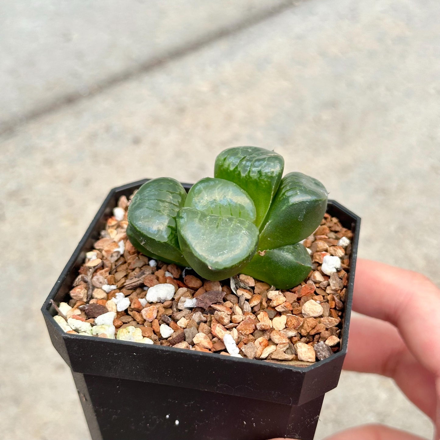 Haworthia 'Tropical Night'