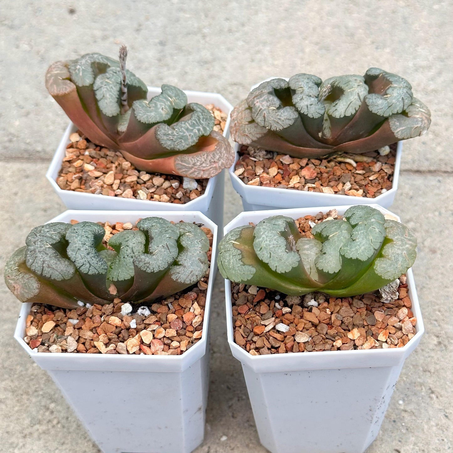 Haworthia Truncata Varieties