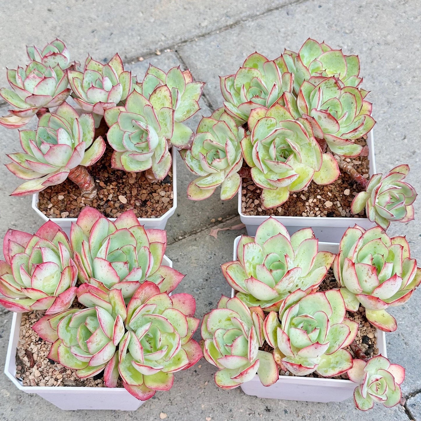 Echeveria Peony Pavilion